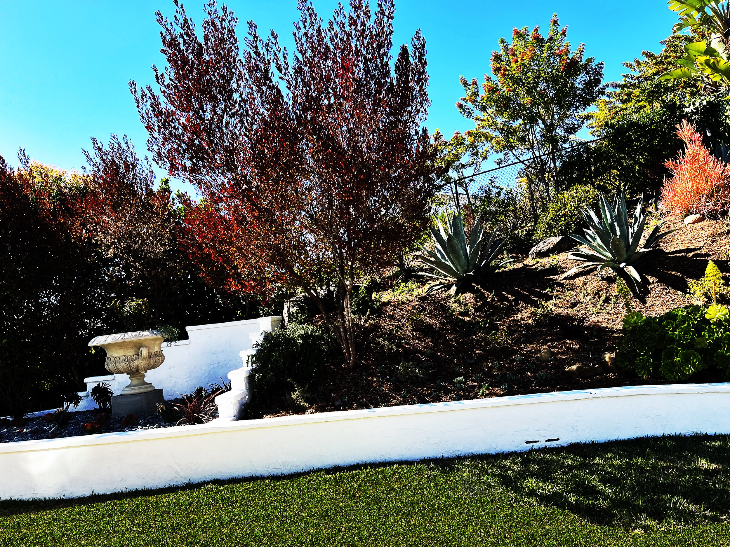 'Chalice of Grandeur' in La Jolla installed landscape - La Jolla, San Diego