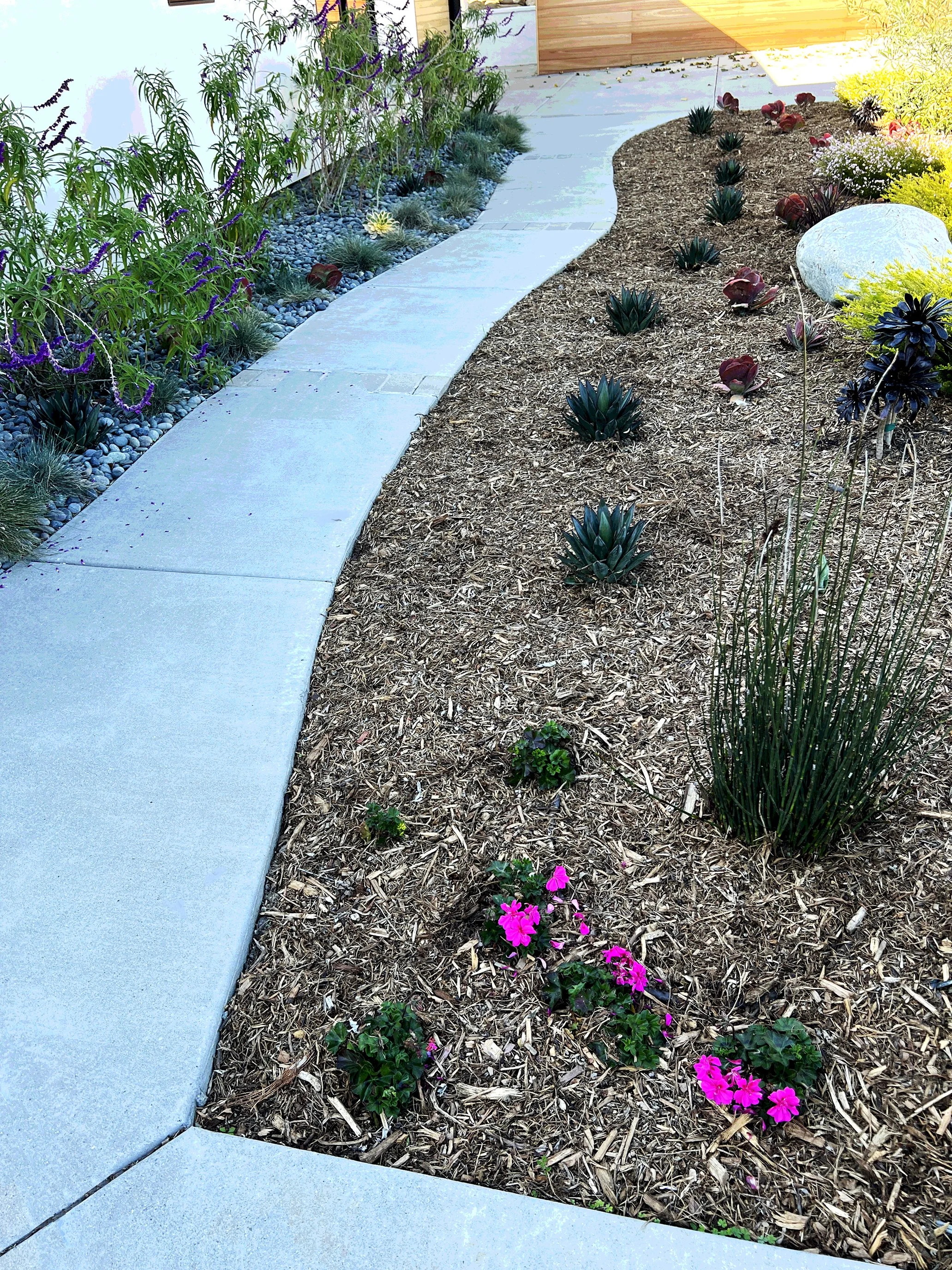 'Chalice of Grandeur' in La Jolla installed landscape - La Jolla, San Diego