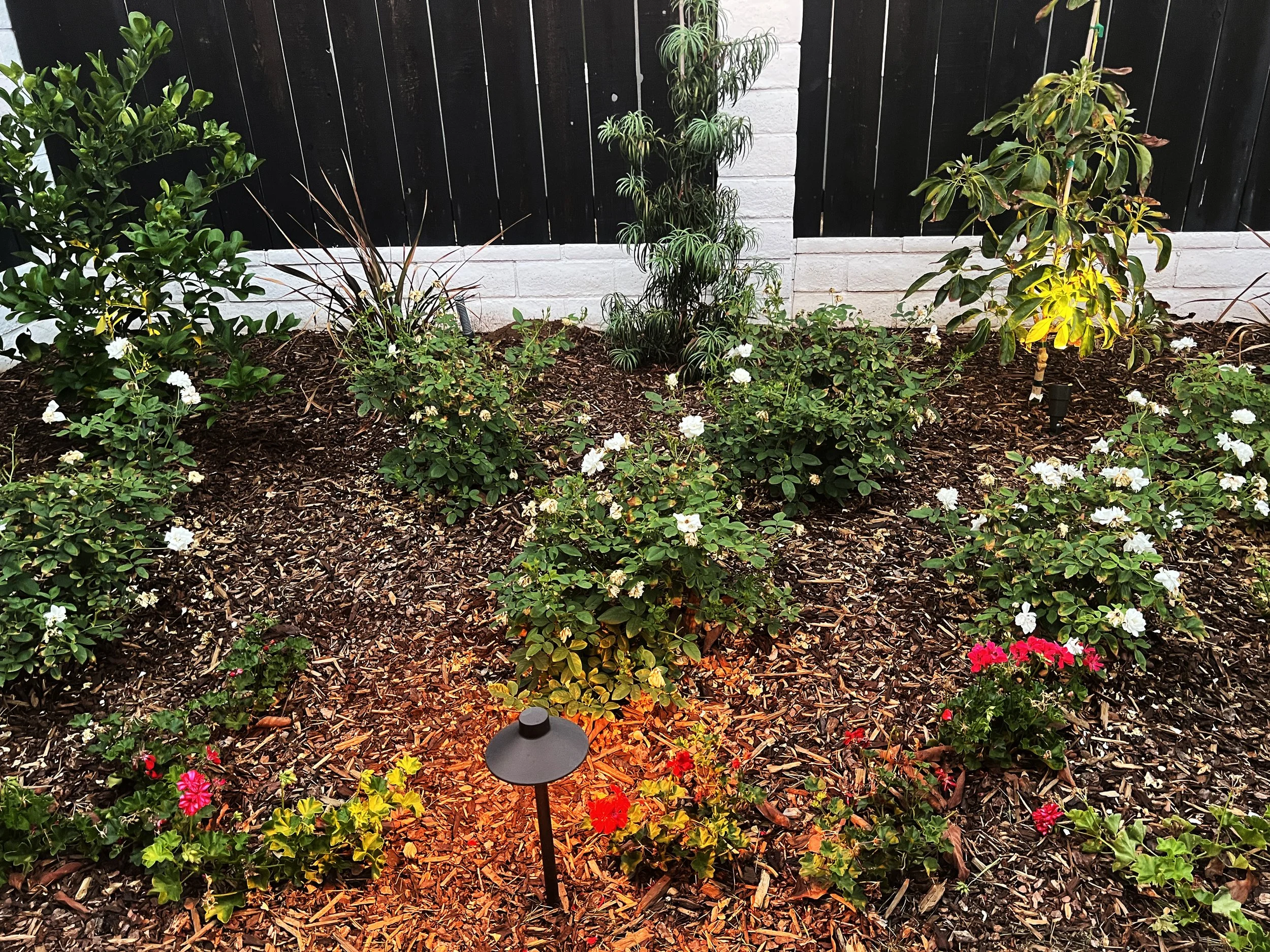 'Warm Meadowland' in Santee installed landscape - Santee, San Diego