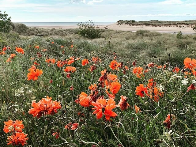 Wild poppies along Alnmouth beach this morning #alnmouth #northumberland