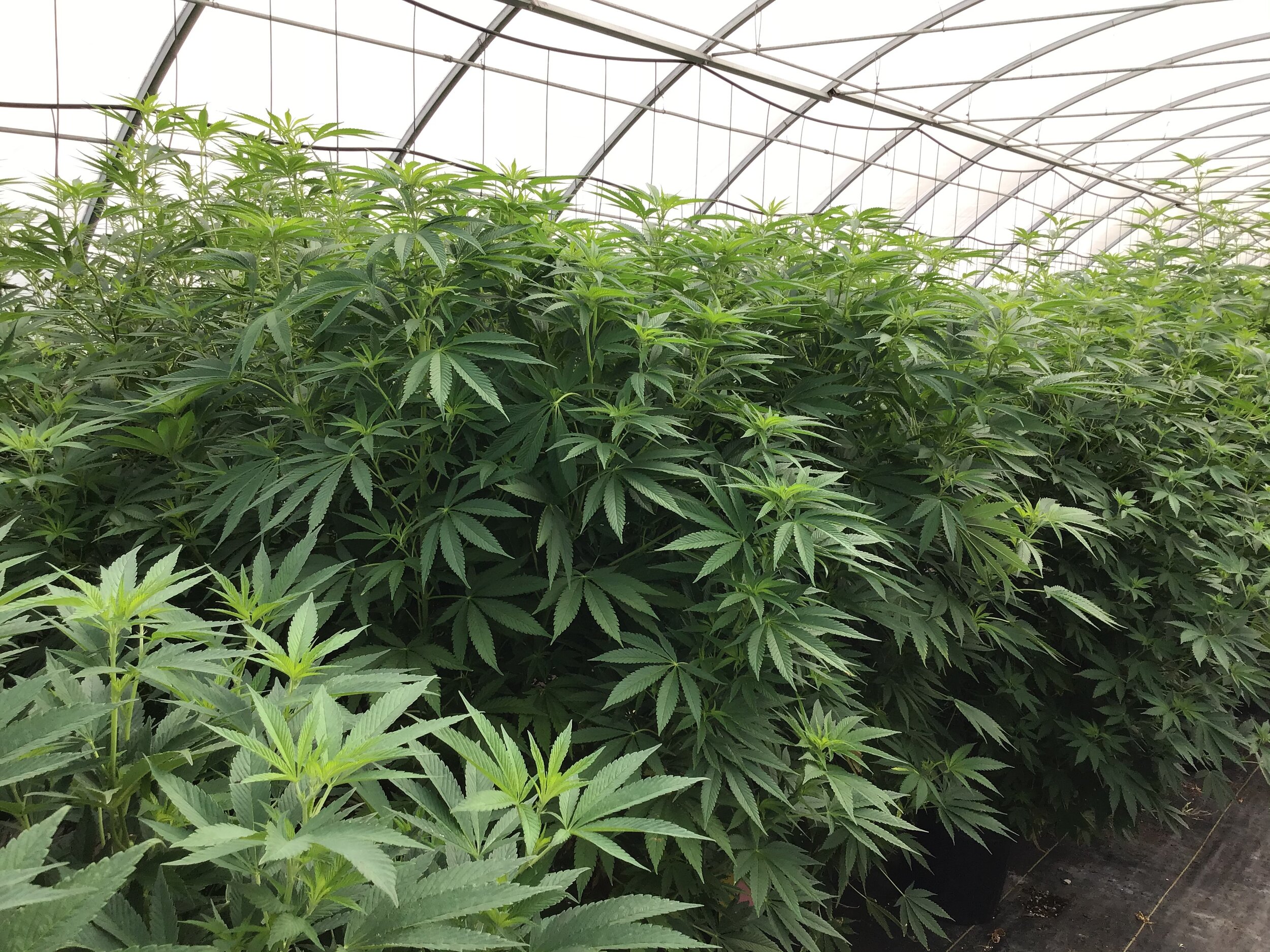 Cannabis employees are in high demand during economic crash