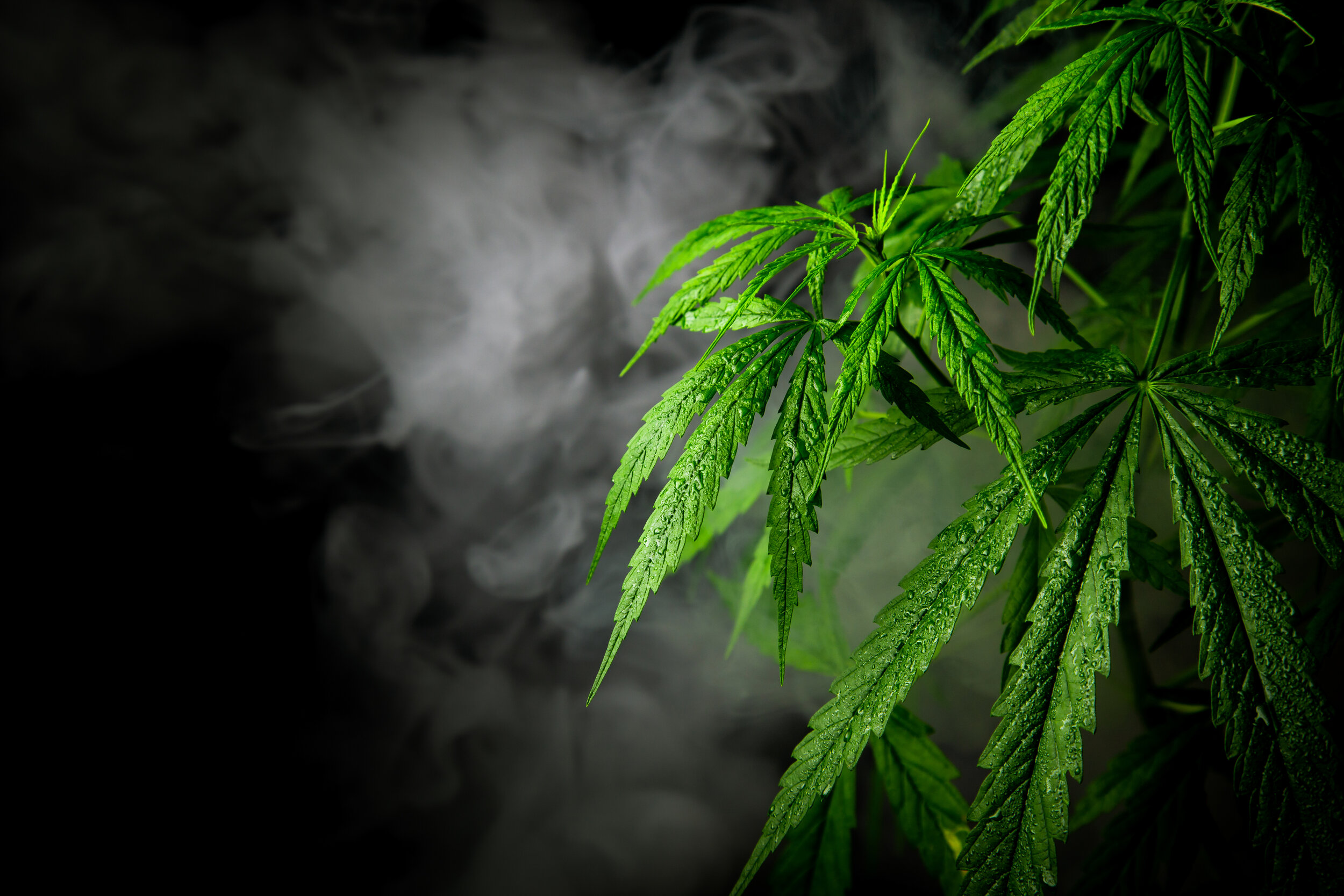 Can cannabis prevent or cure the coronavirus? The data look dubious