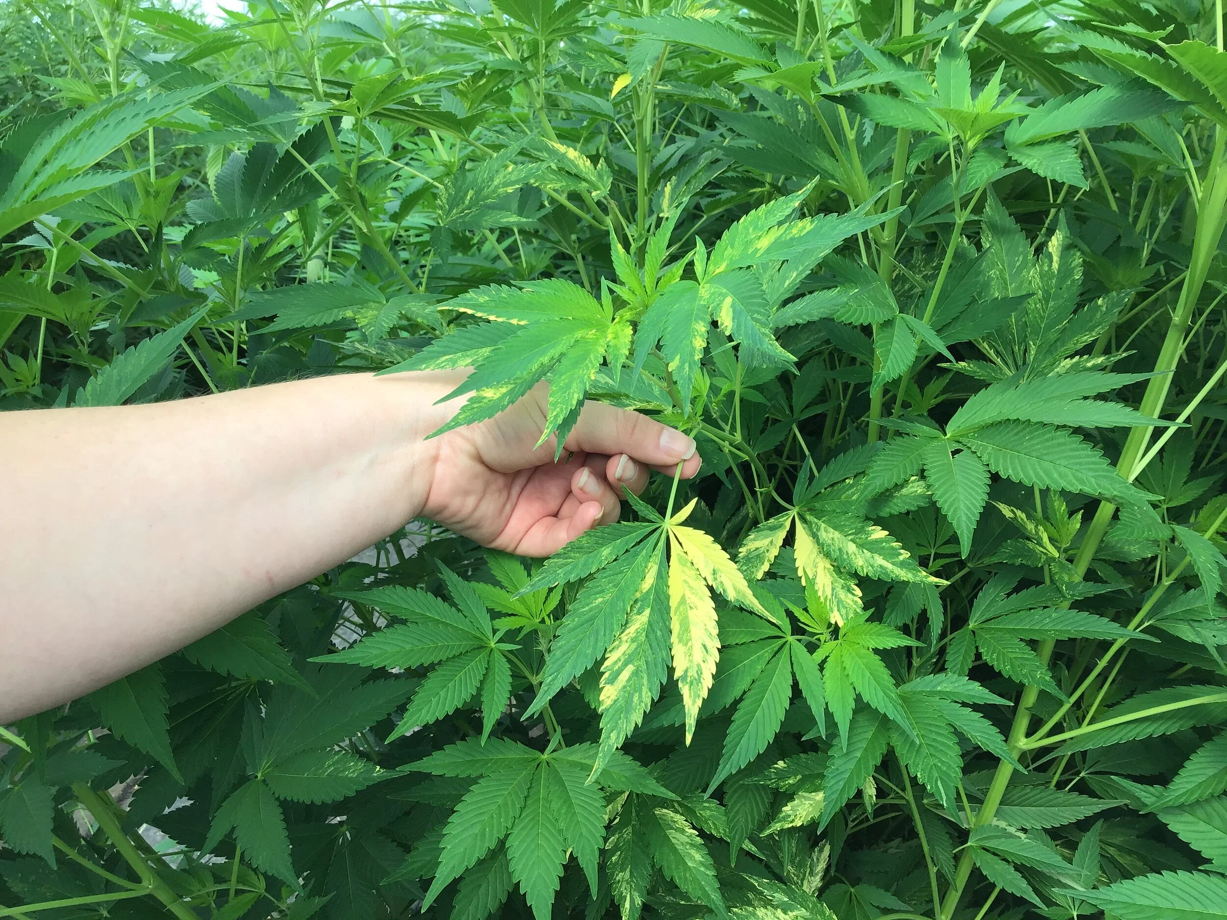 Marijuana group files signatures for Mich. proposal