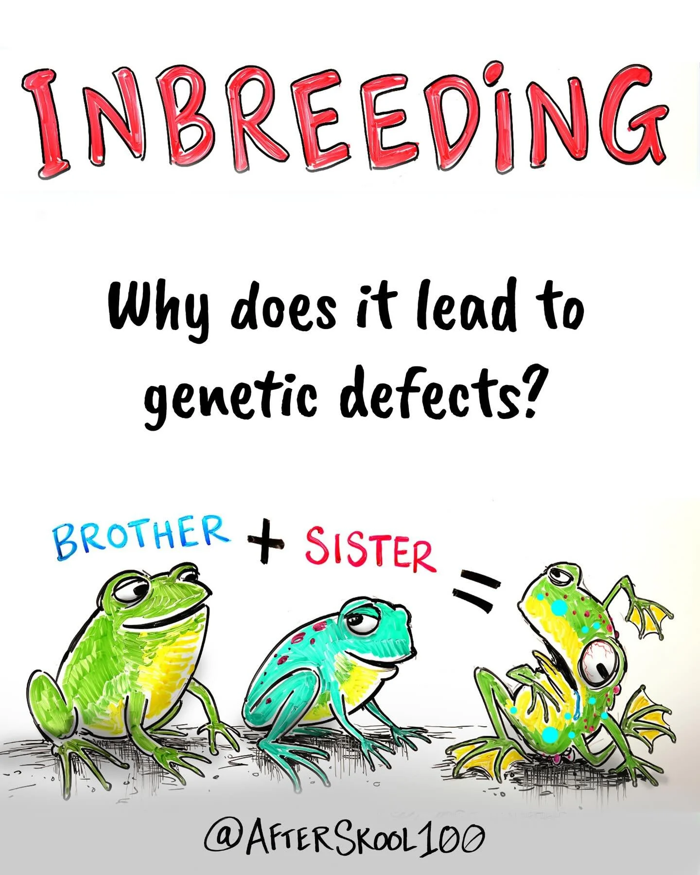 New animation on an incredibly fascinating topic - why does inbreeding lead to genetic defects? This is a simple question with an extraordinary answer. While we commonly think of inbreeding as biologically terrible (it is), it also has a strange flip