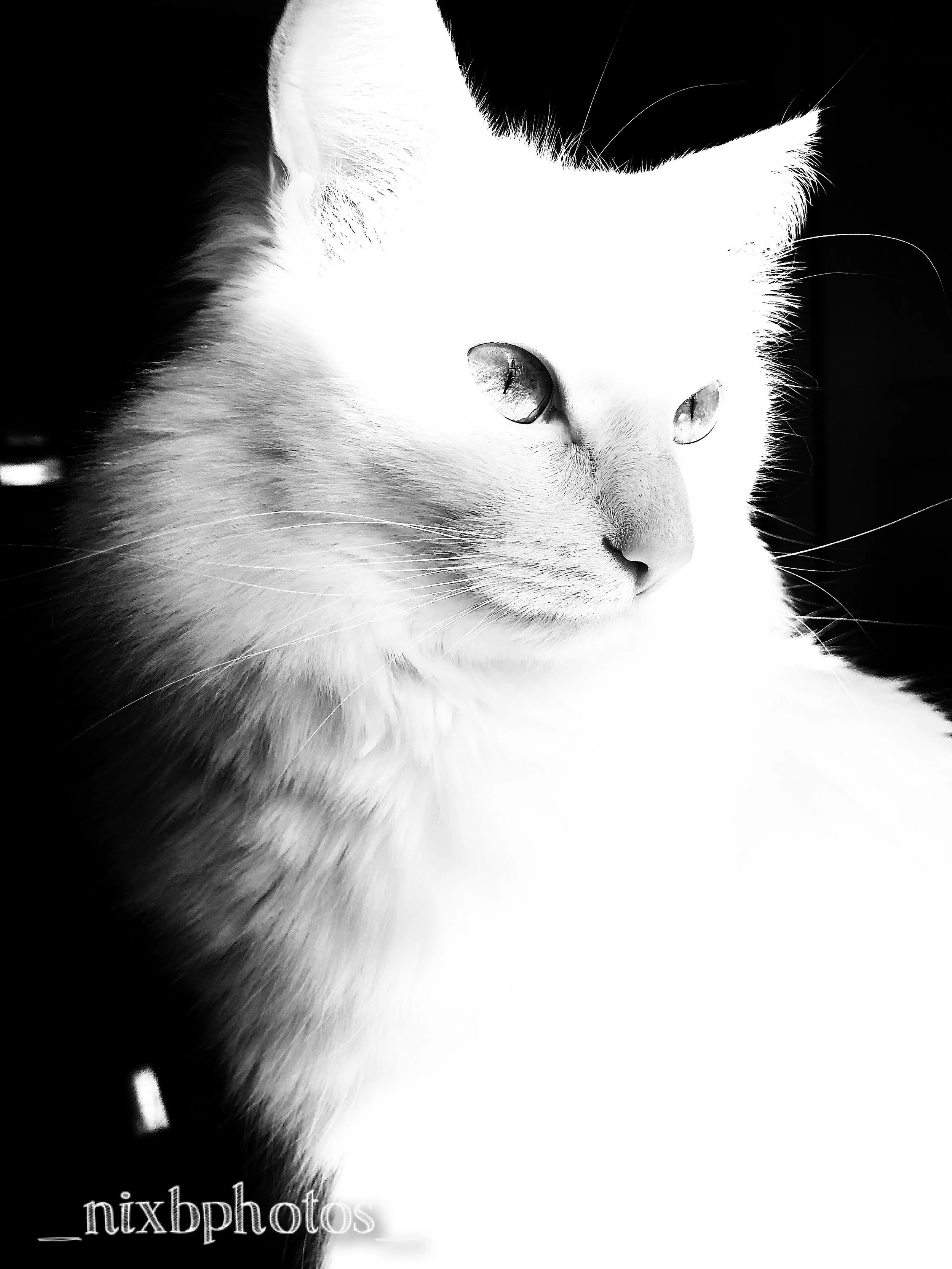  “Black and white are the colors of photography. To me they symbolize the alternatives of hope and despair to which mankind is forever subjected.” – Robert Frank 