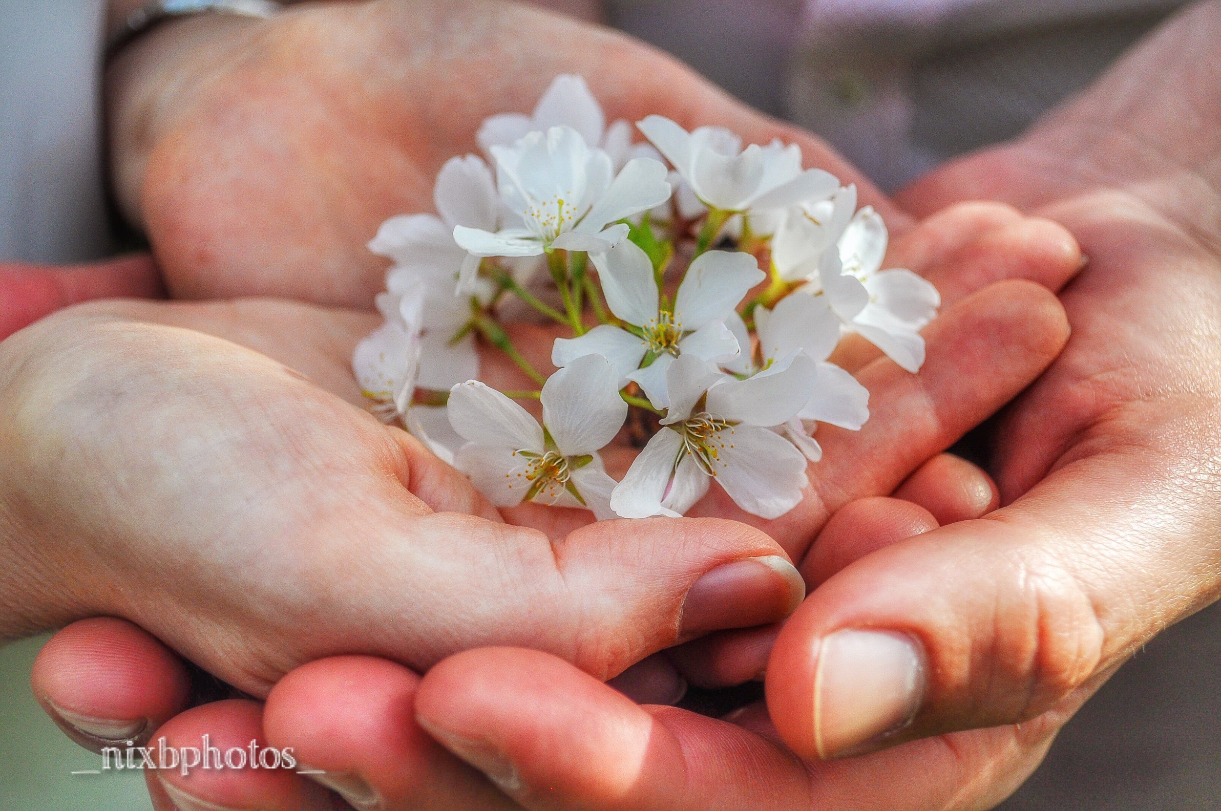 Hands&Blossoms.jpg