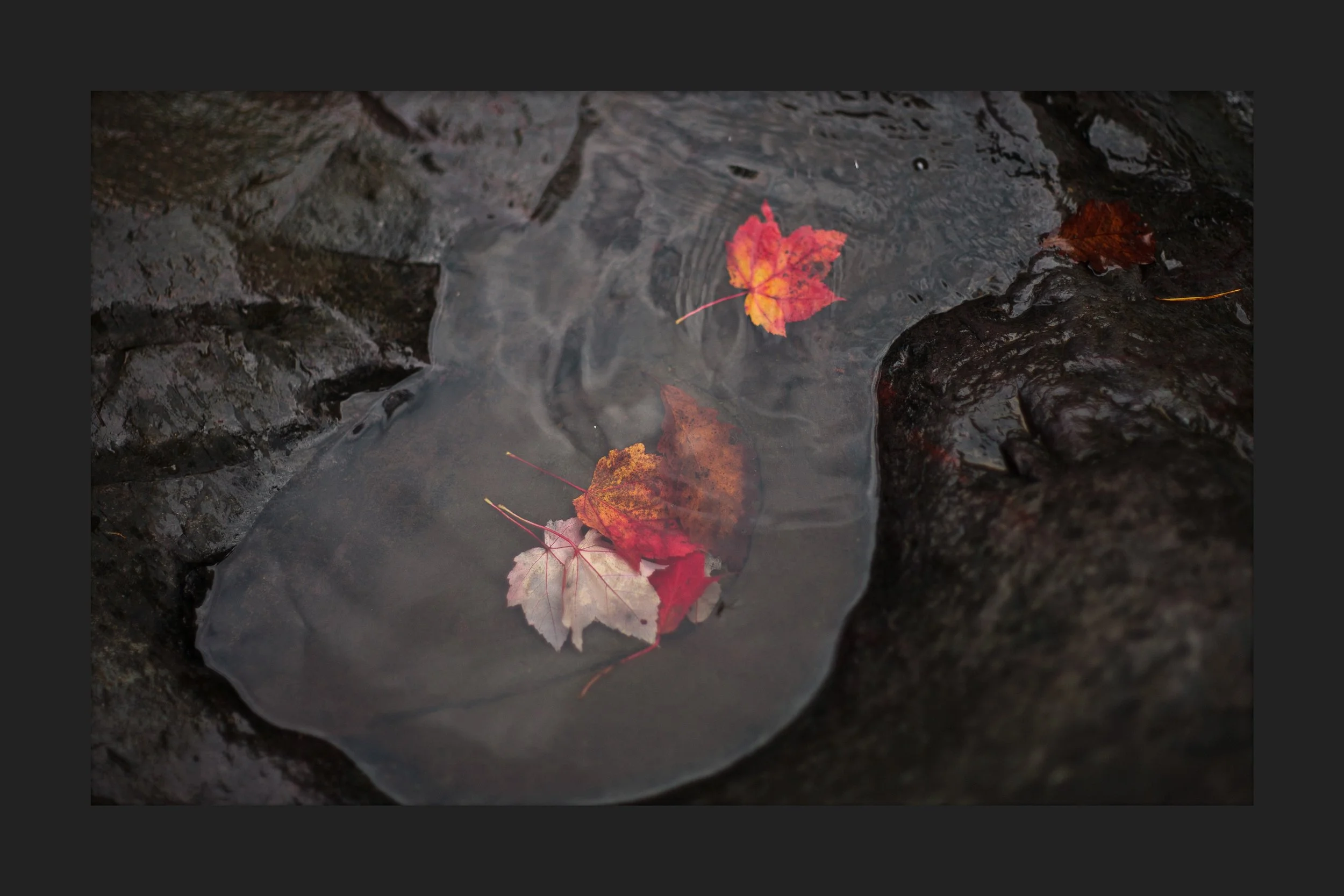 57D81132-6C48-4954-BA15-764AC995620E