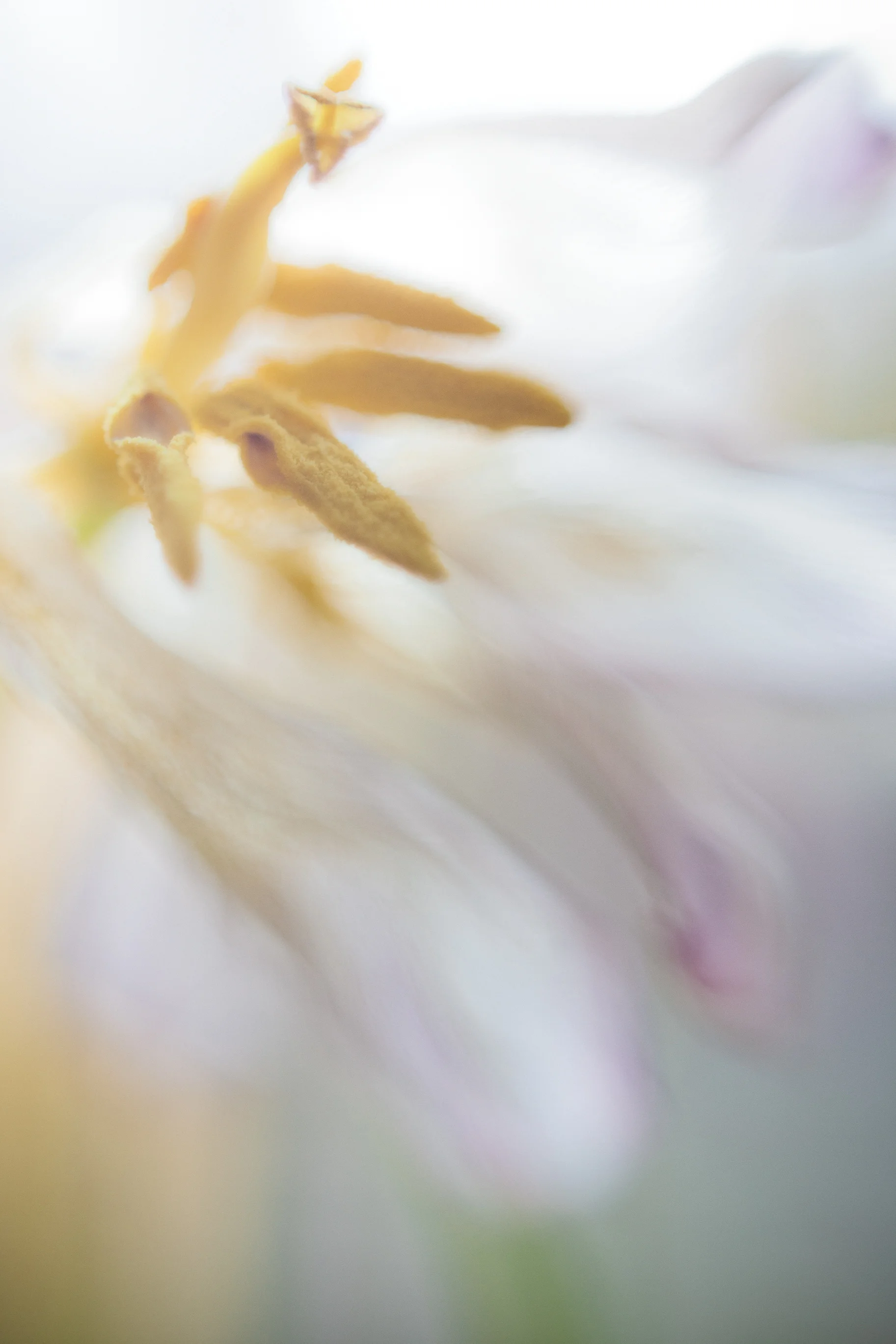 4E274CA9-7575-455B-8877-39DEA75ED3C9.jpeg