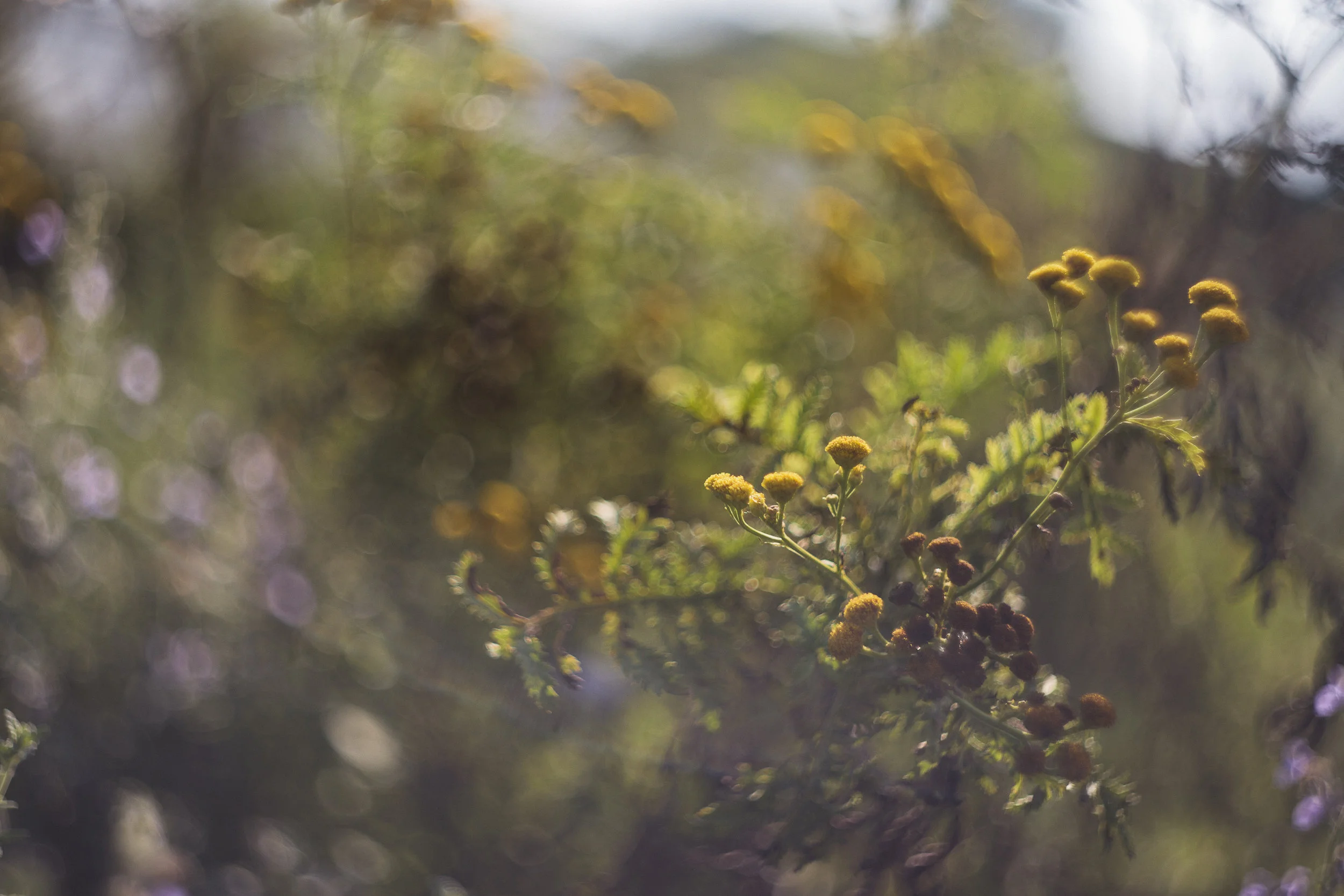 E5B81979-96B9-4161-A1AC-843B6F331848.jpeg