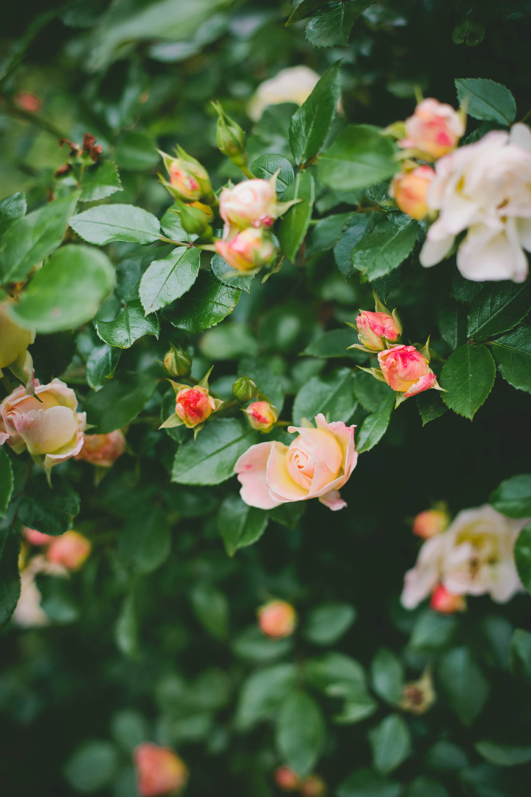 C5D25EBD-F413-496B-BA83-6180394C74B9.jpeg