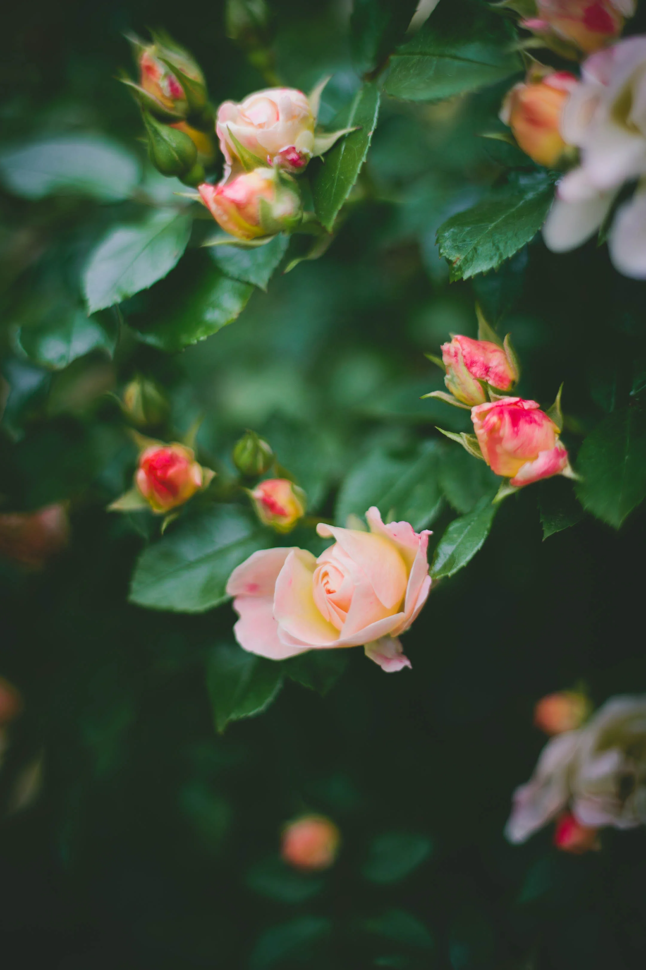 715B3D96-879E-4DFF-8D0C-B46E93755A8C.jpeg