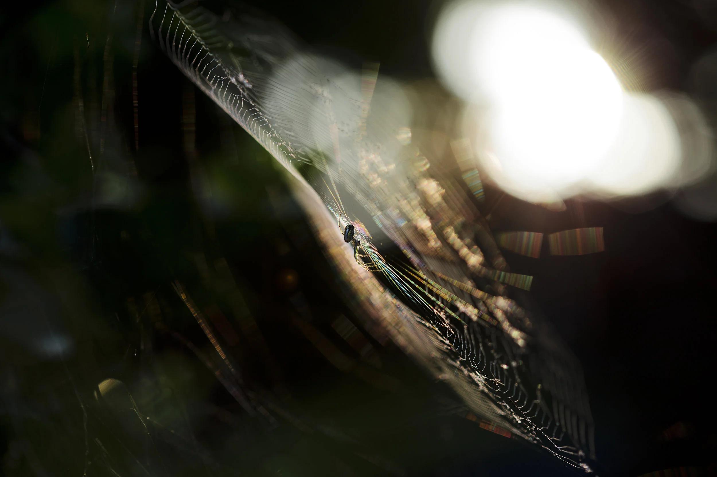 C6F56E56-DDC2-42CB-A39D-EA10404CDECB.jpeg