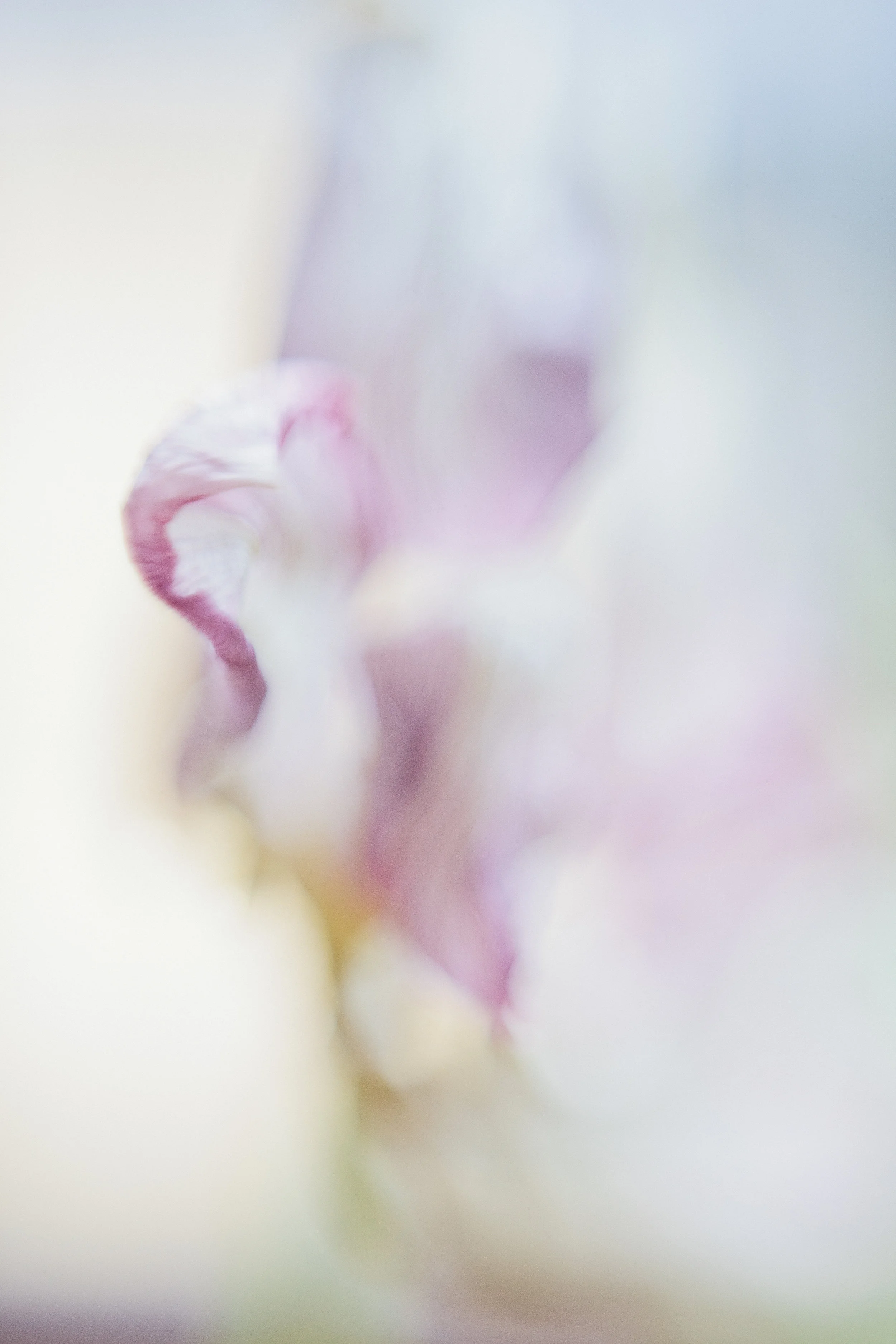 tulip study-11.jpg