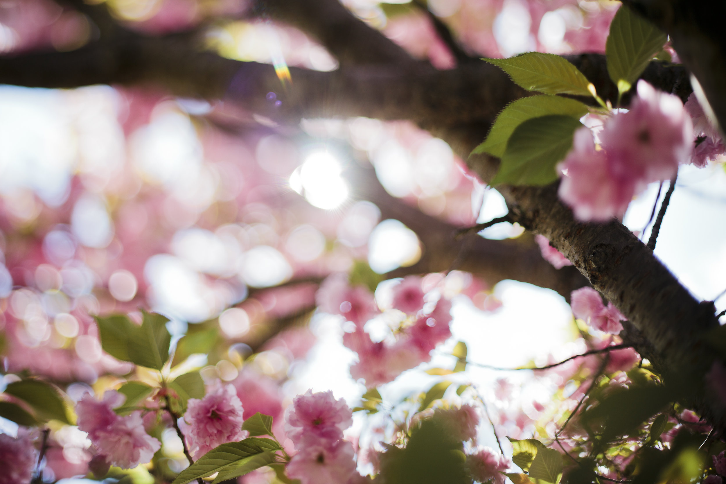 A6206BC7-5427-4A8F-B94B-DB79D1341220.jpeg