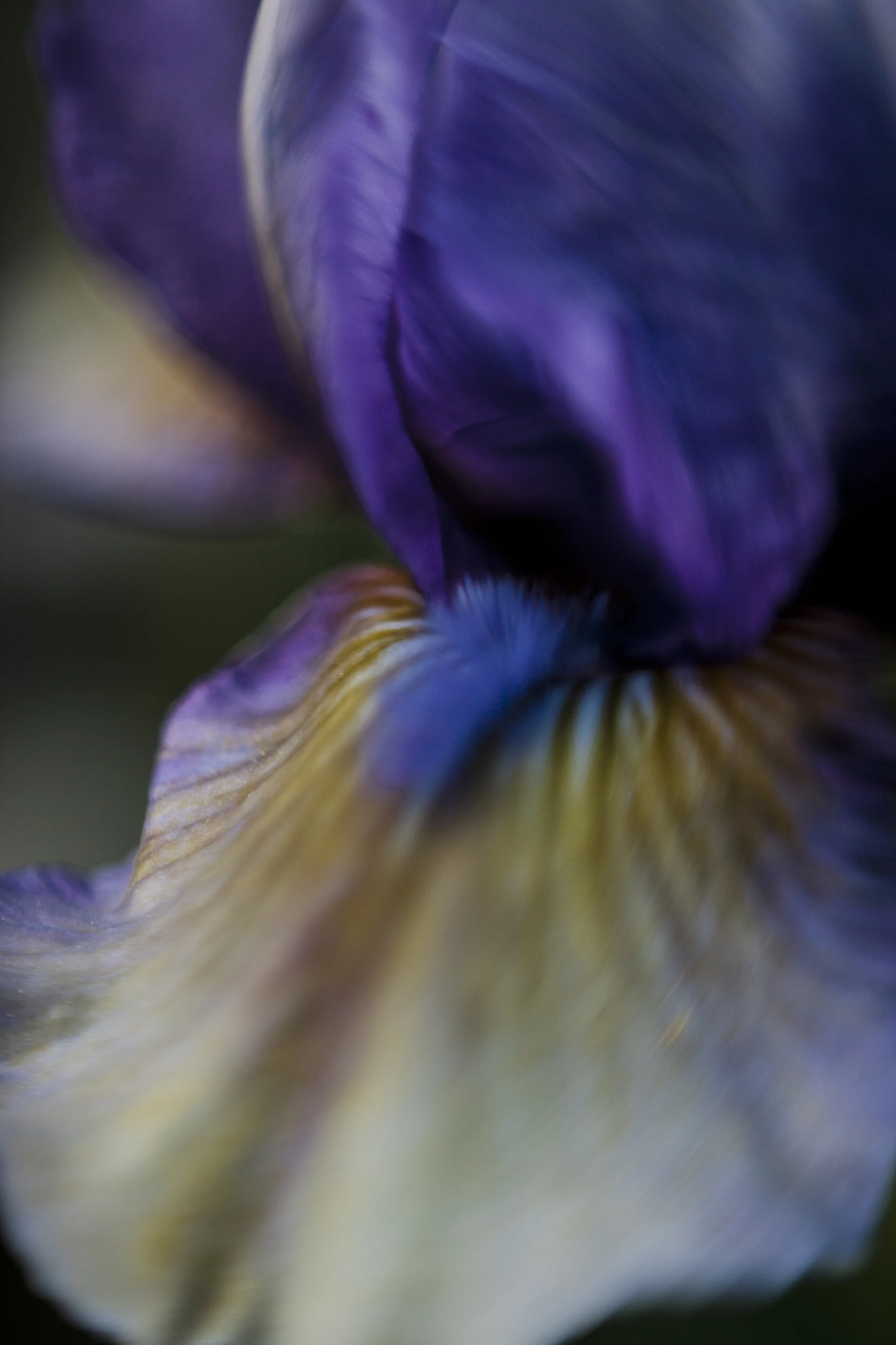An Iris Study 15