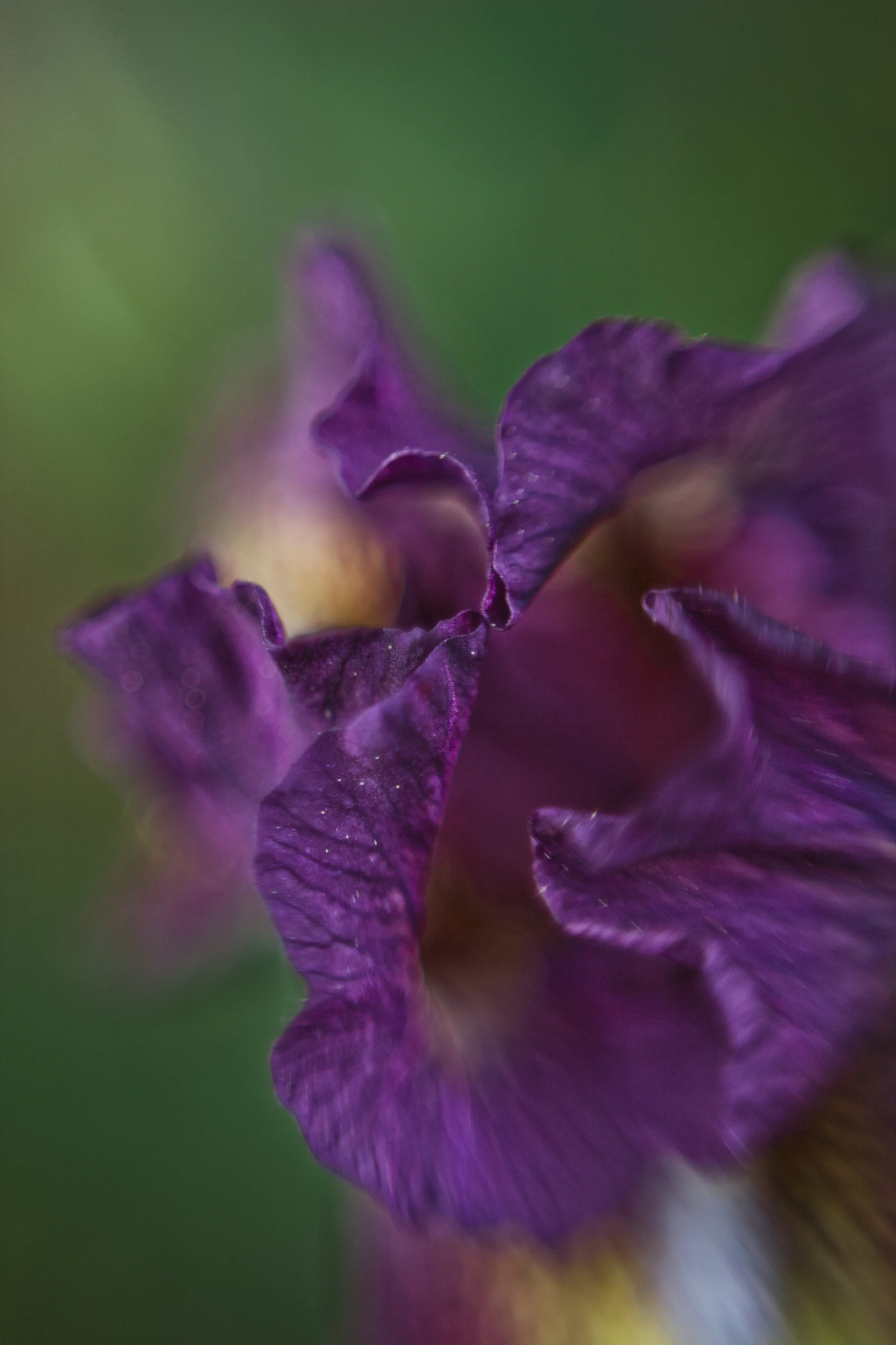 An Iris Study 21