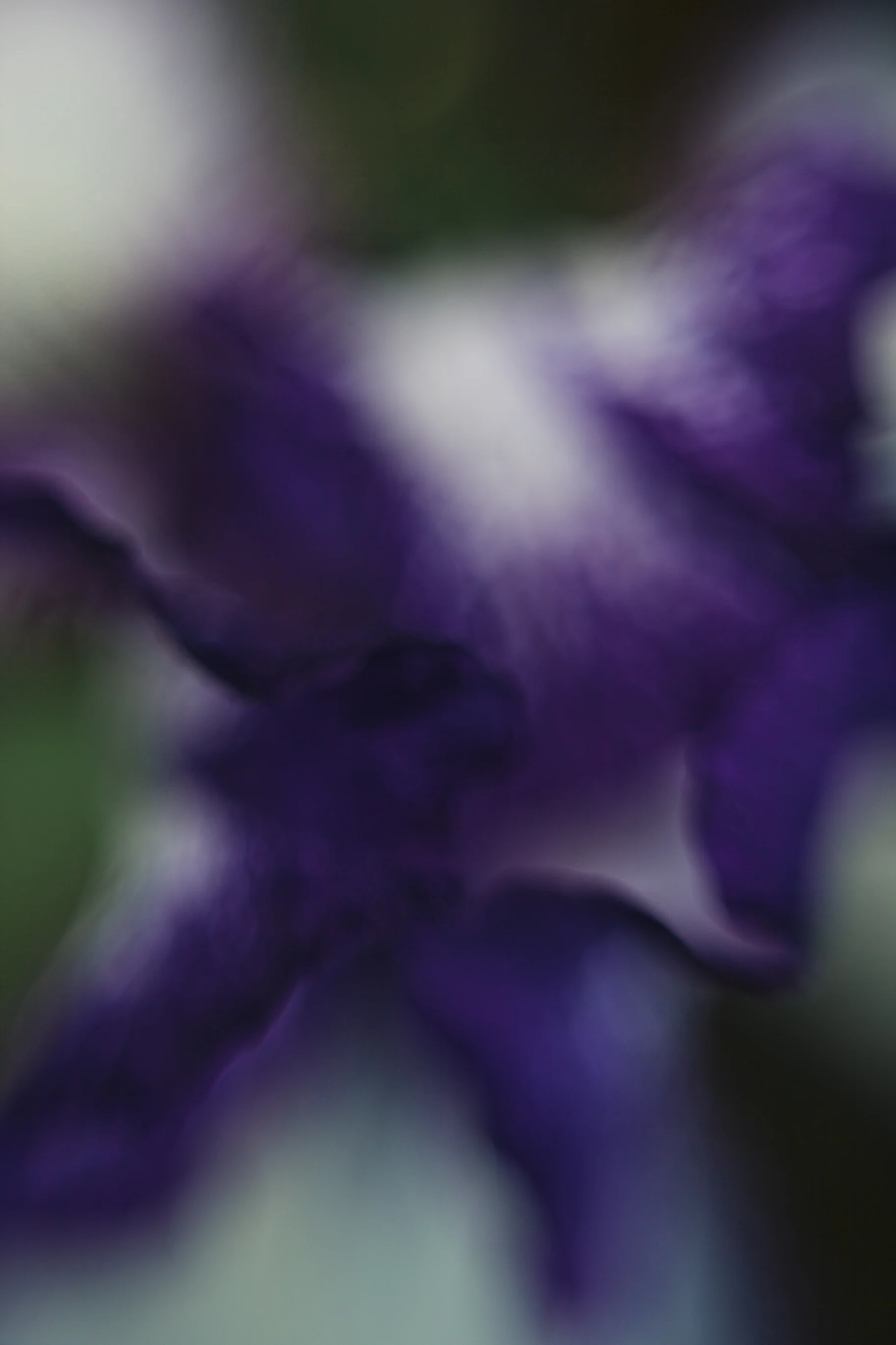An Iris Study 23