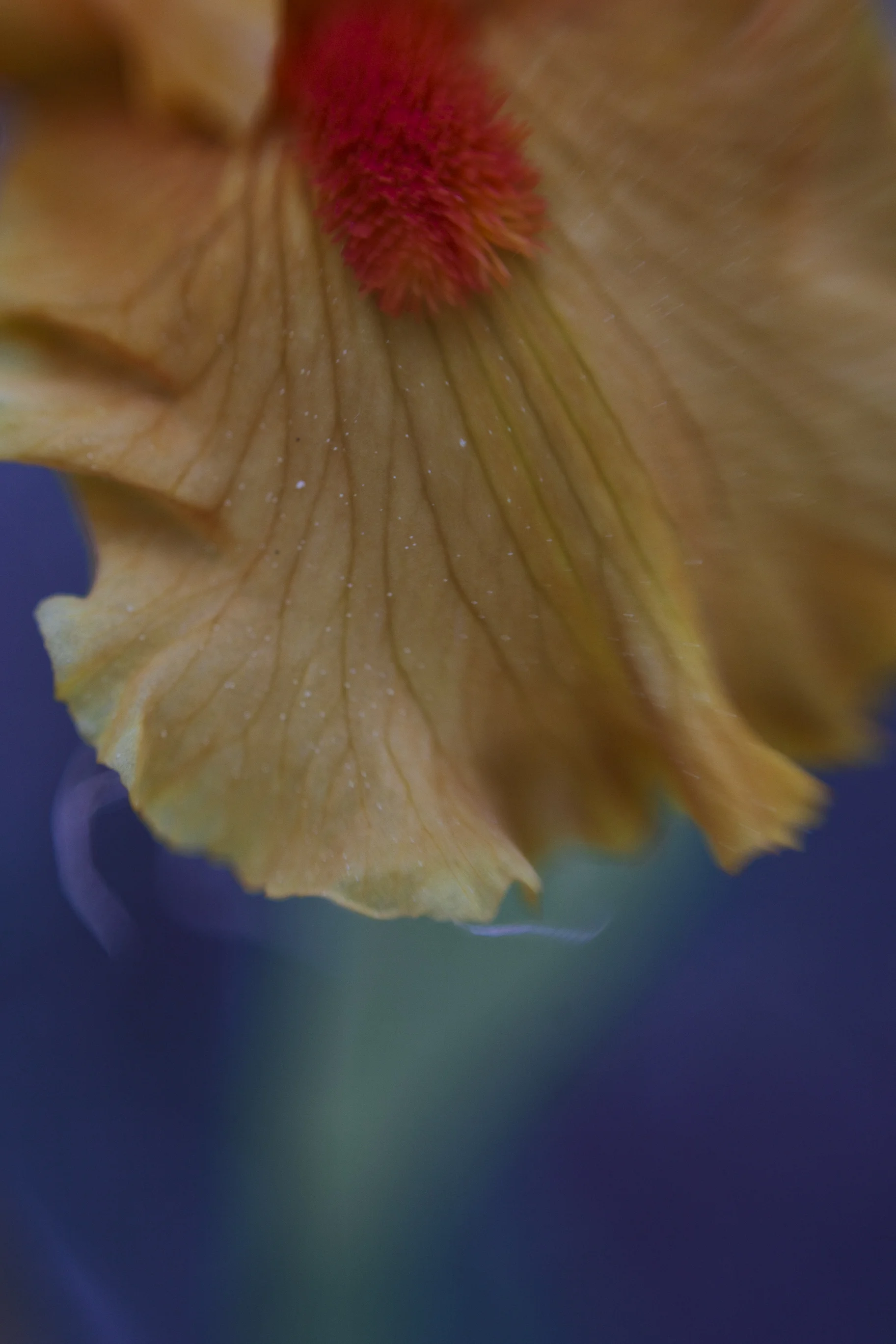 An Iris Study 28