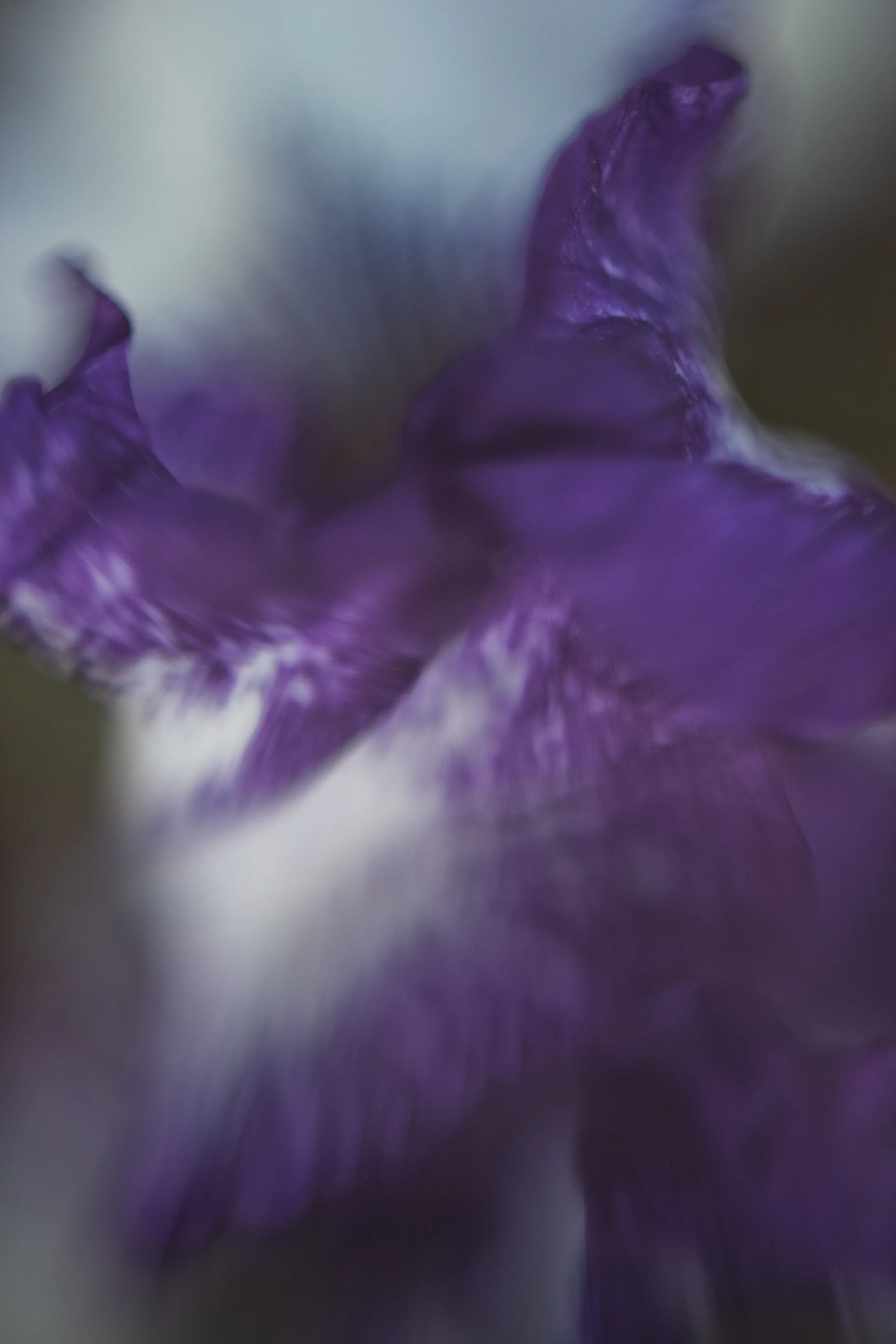 An Iris Study 31