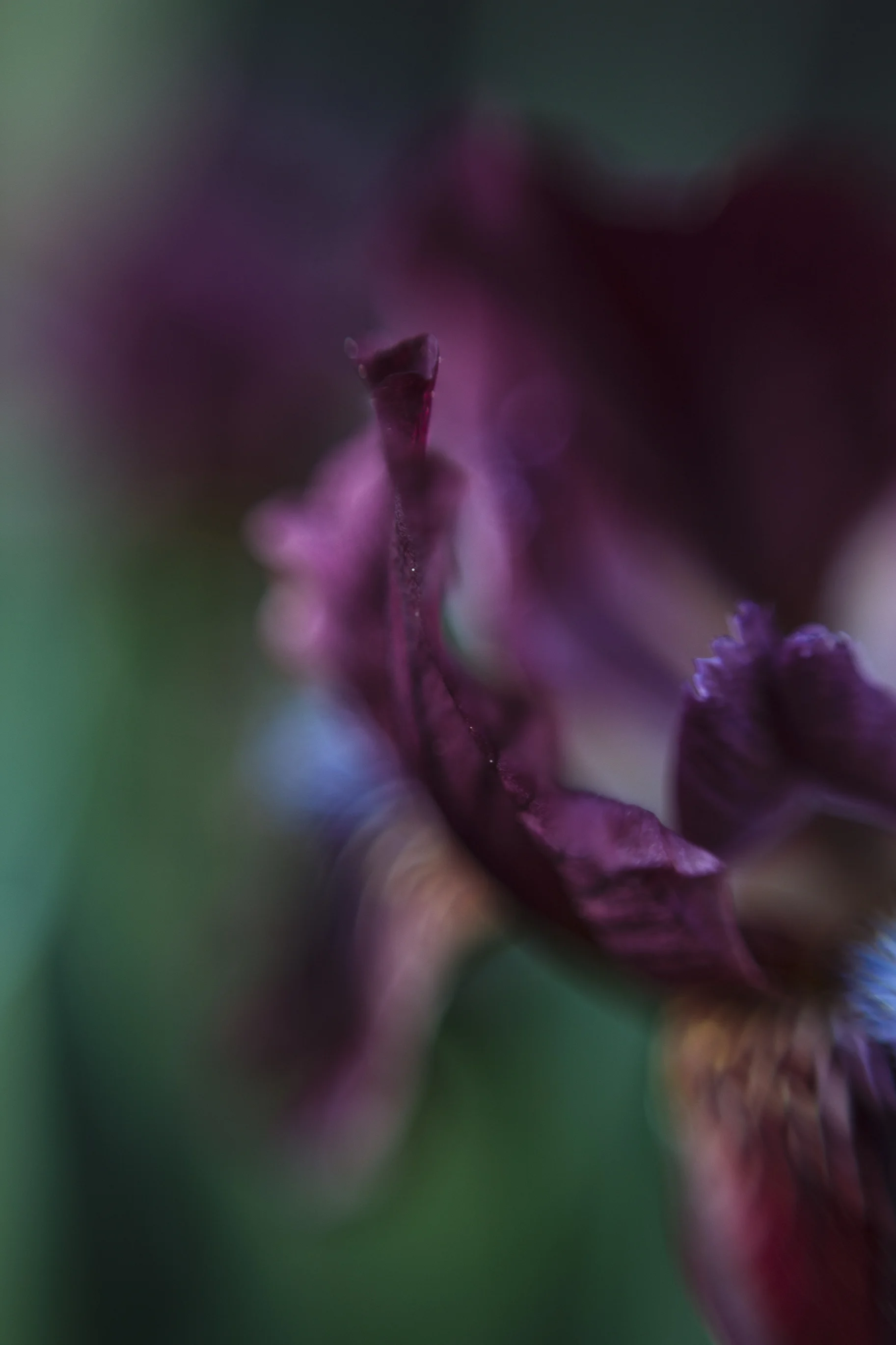 An Iris Study 3