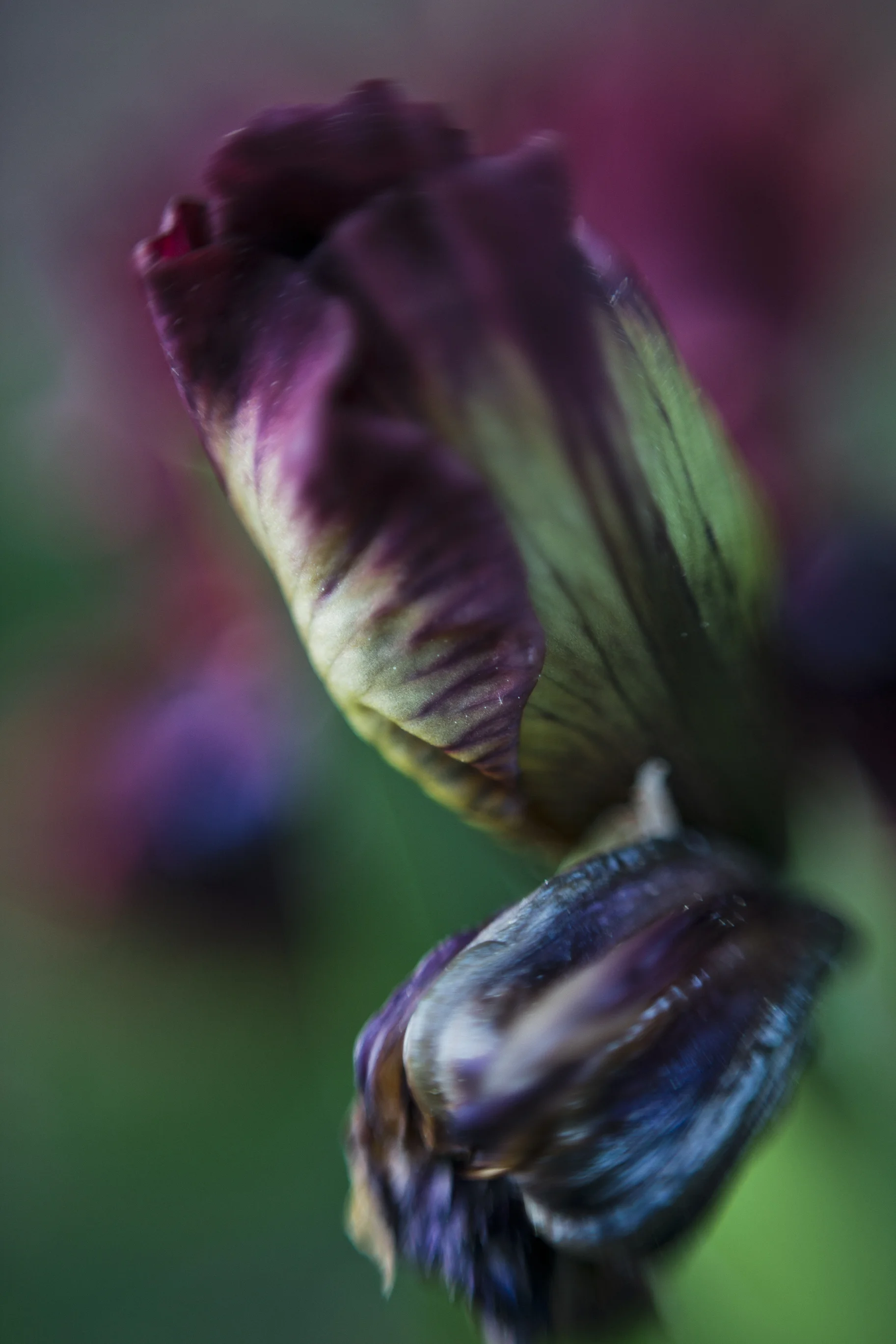 An Iris Study 7
