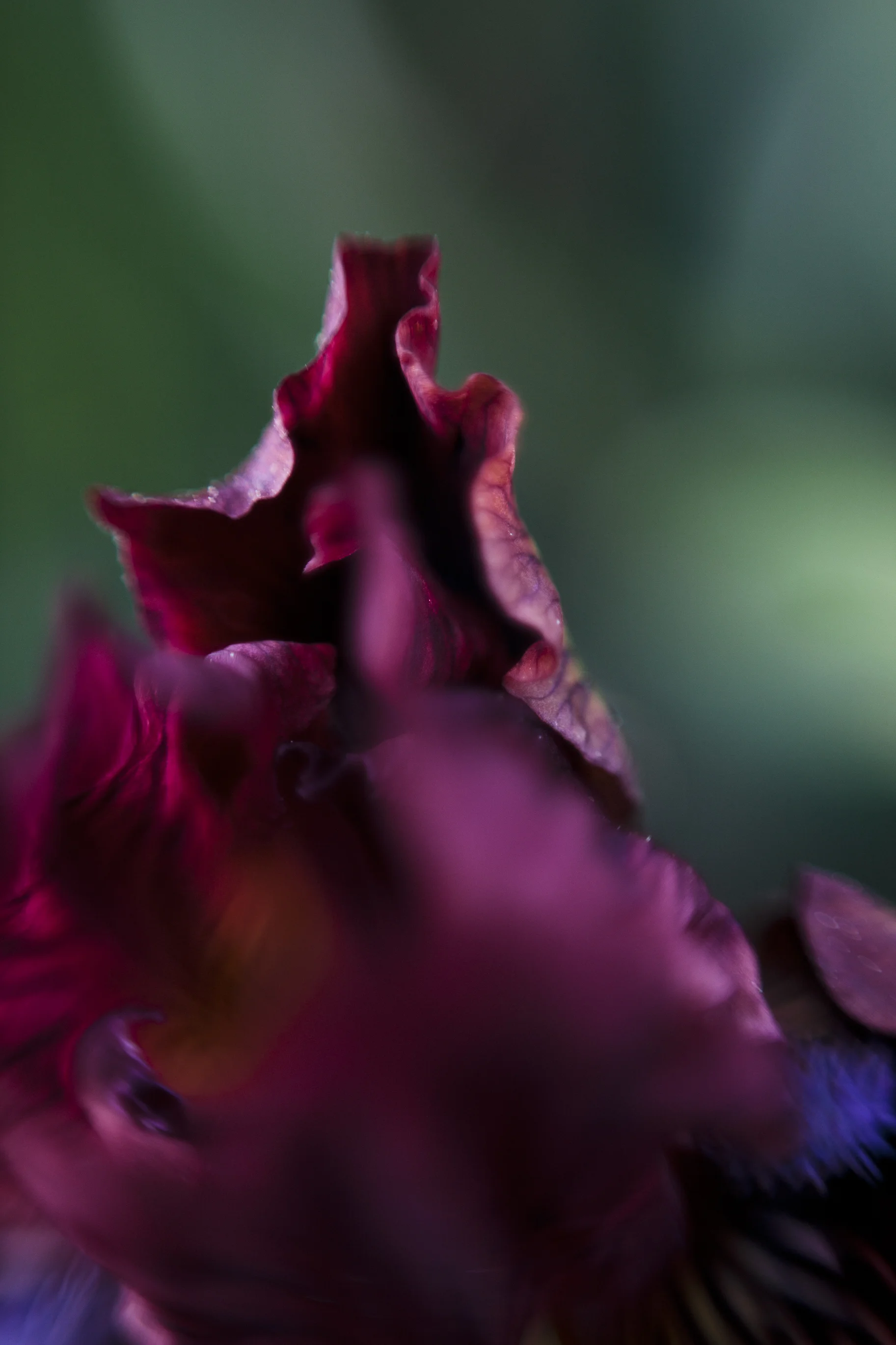 An Iris Study 9