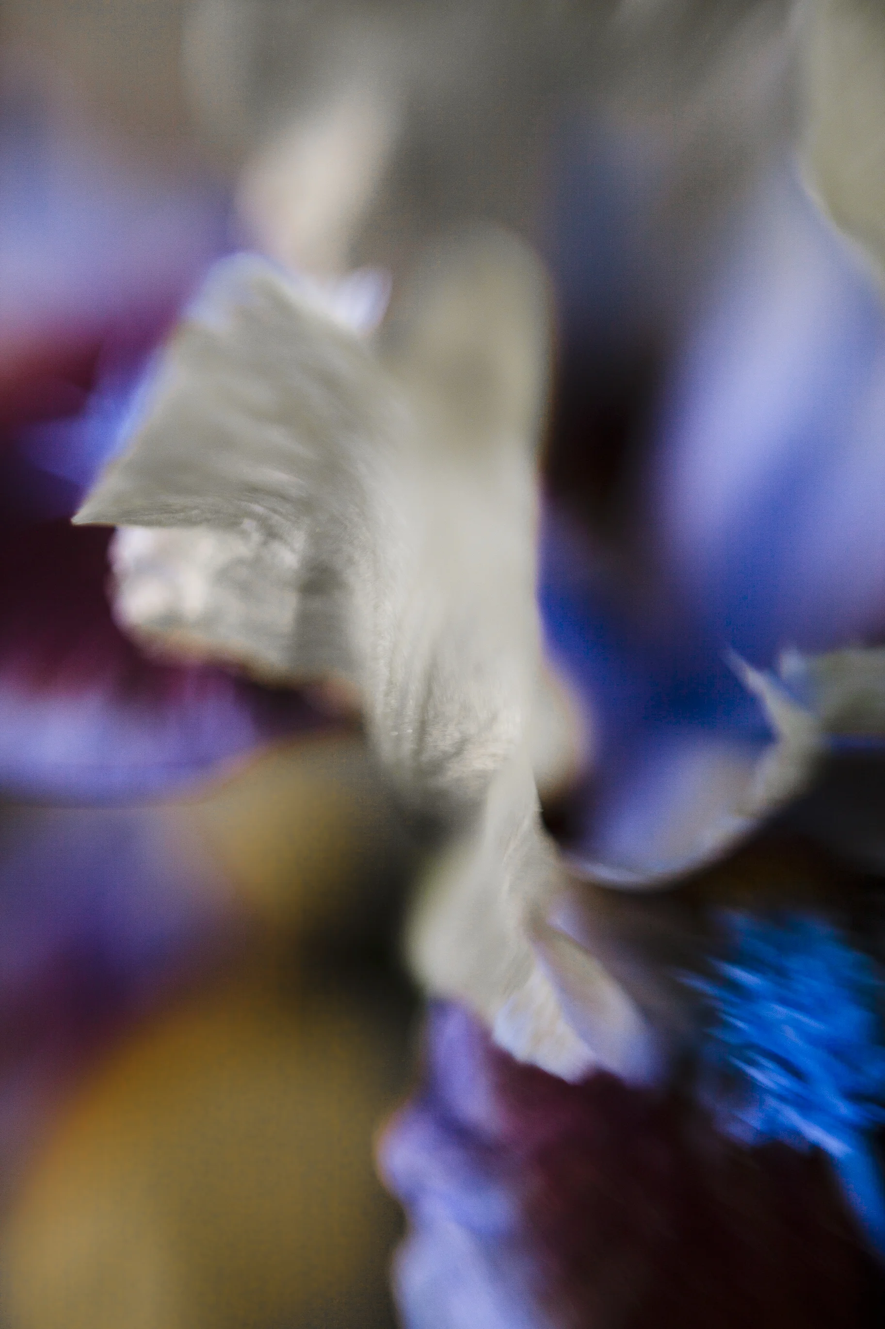 An Iris Study 10