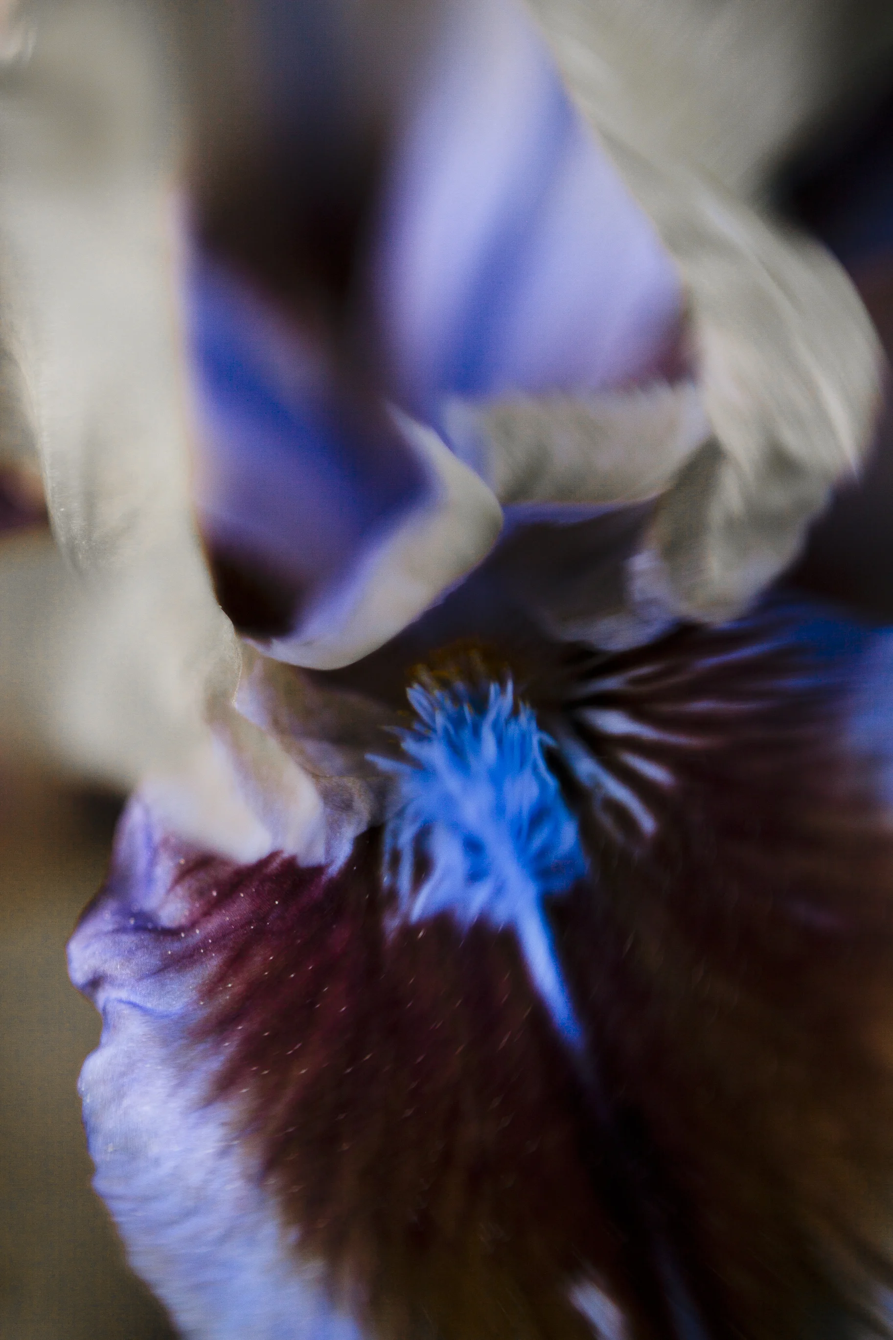 An Iris Study 32