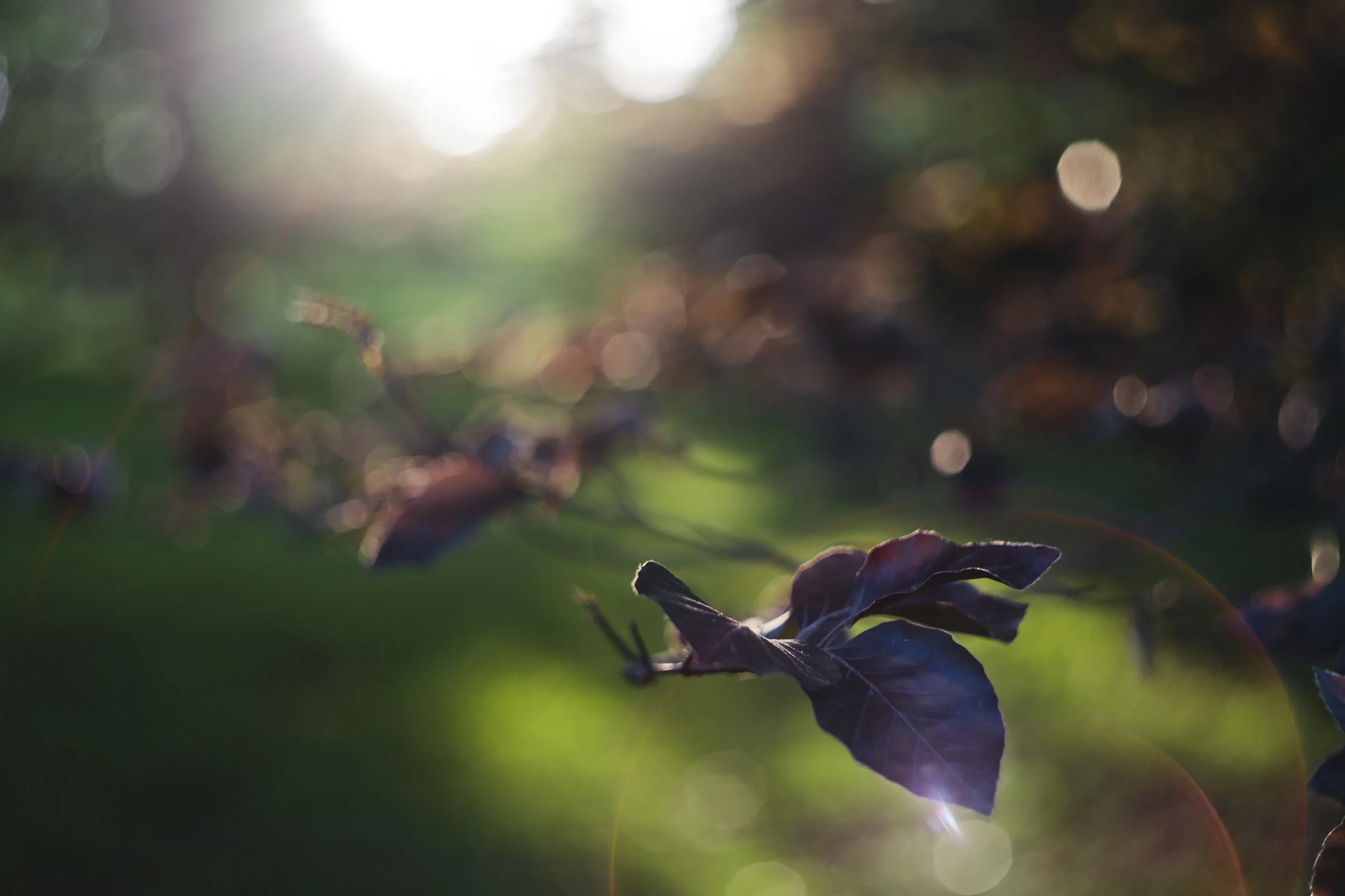 19EBF291-6DBF-4D80-A832-31F745FB4F33.jpeg