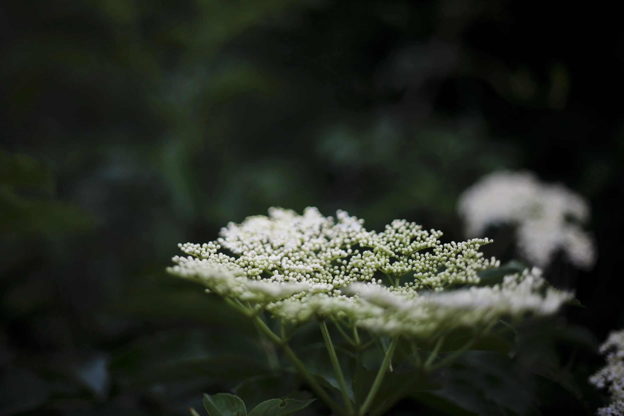 BA9115F5-B2AD-4946-AD1C-A59FCADBE2CB.jpeg