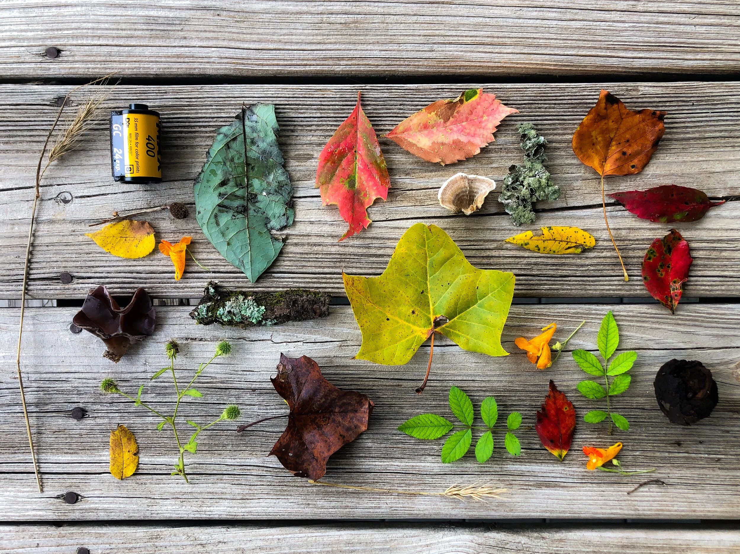 Essence // September Forest Floor