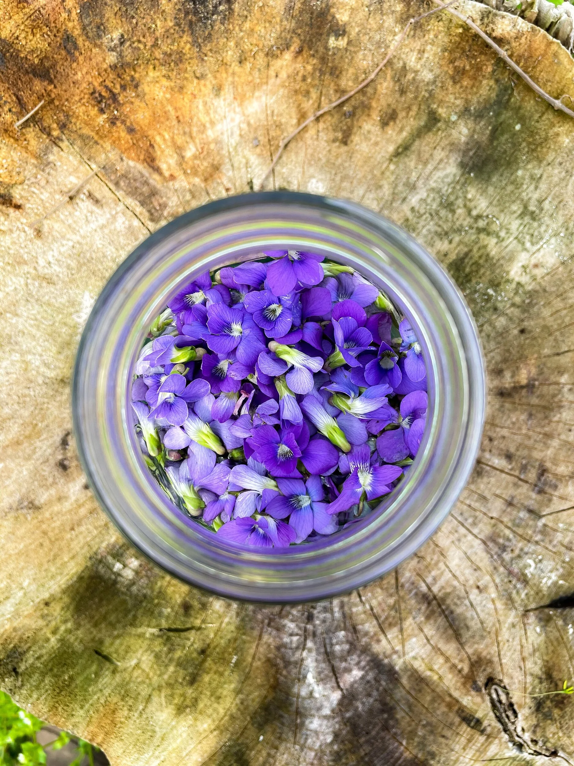 Wild Ink / Violet Flowers