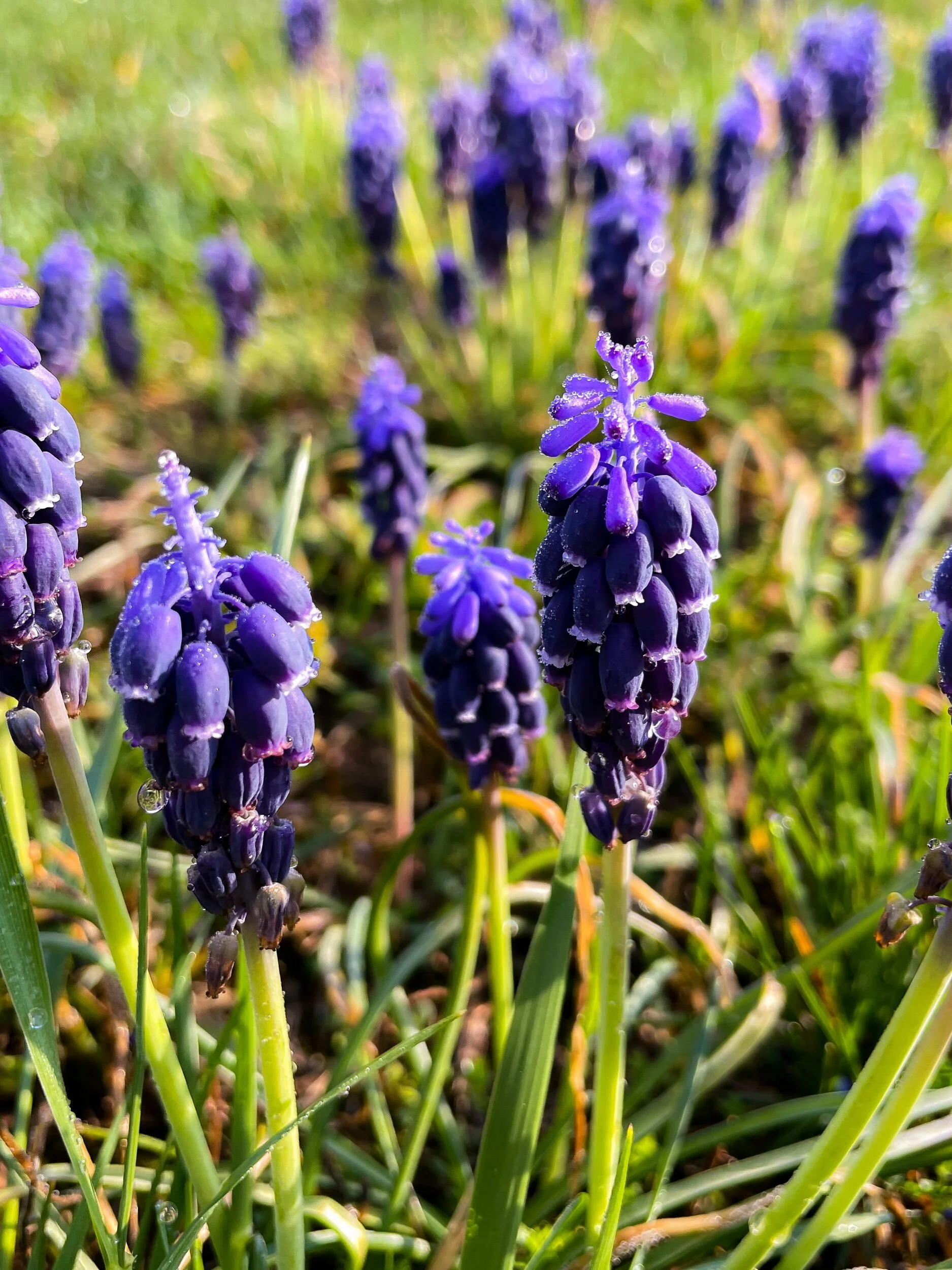Wild Ink / Grape Hyacinth