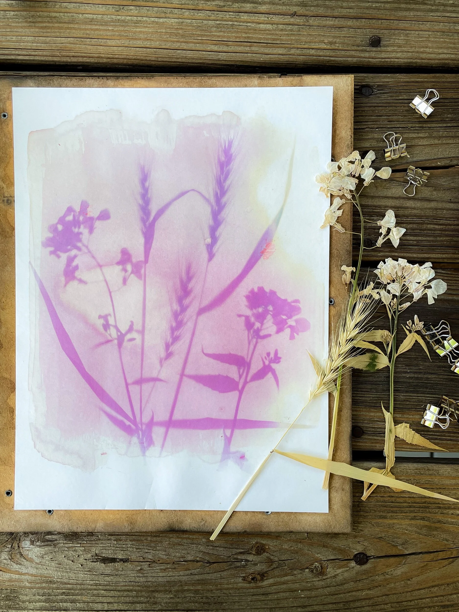 Blueberry Anthotypes