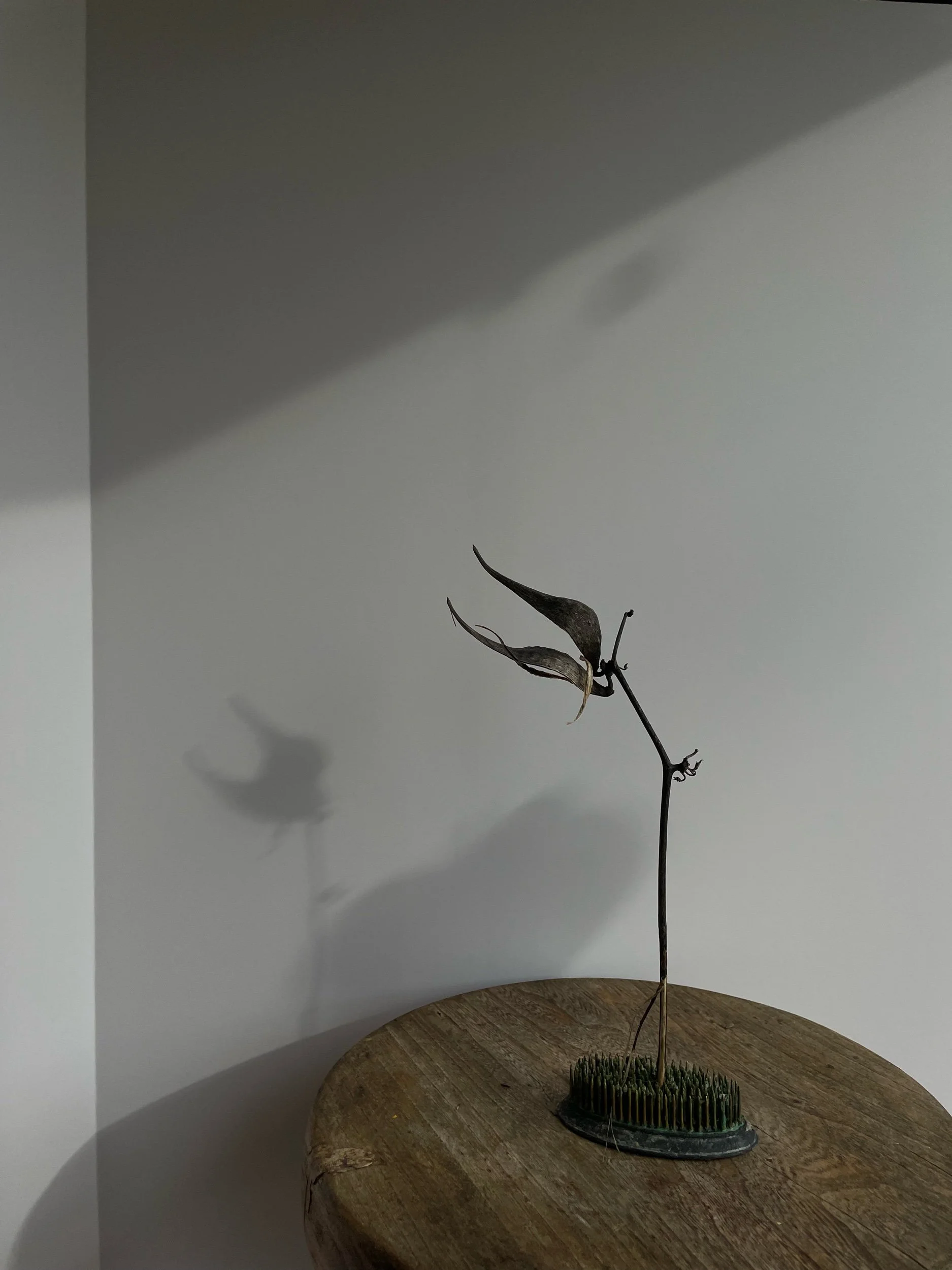Still Life Pullback