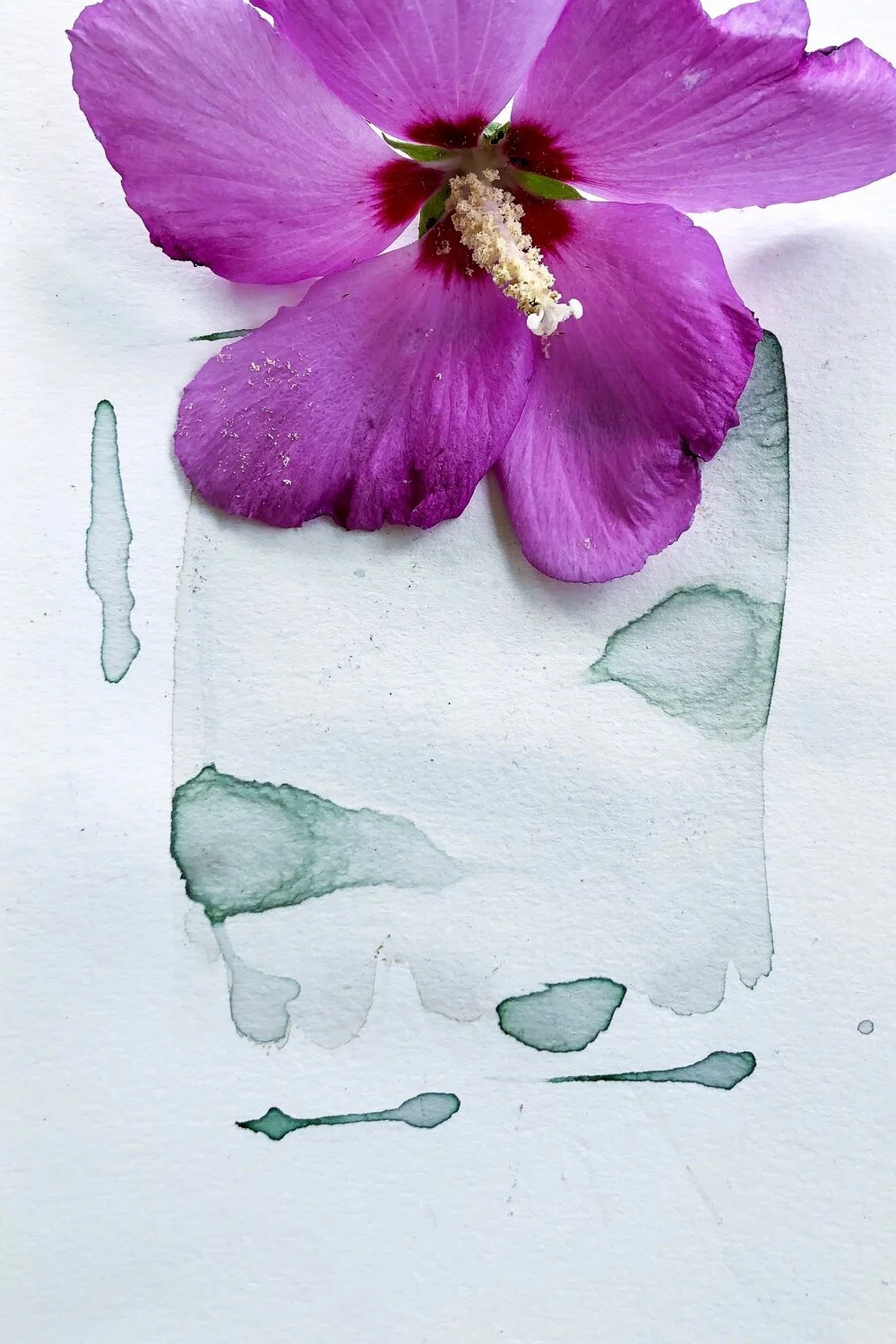 Wild Ink / Rose of Sharon