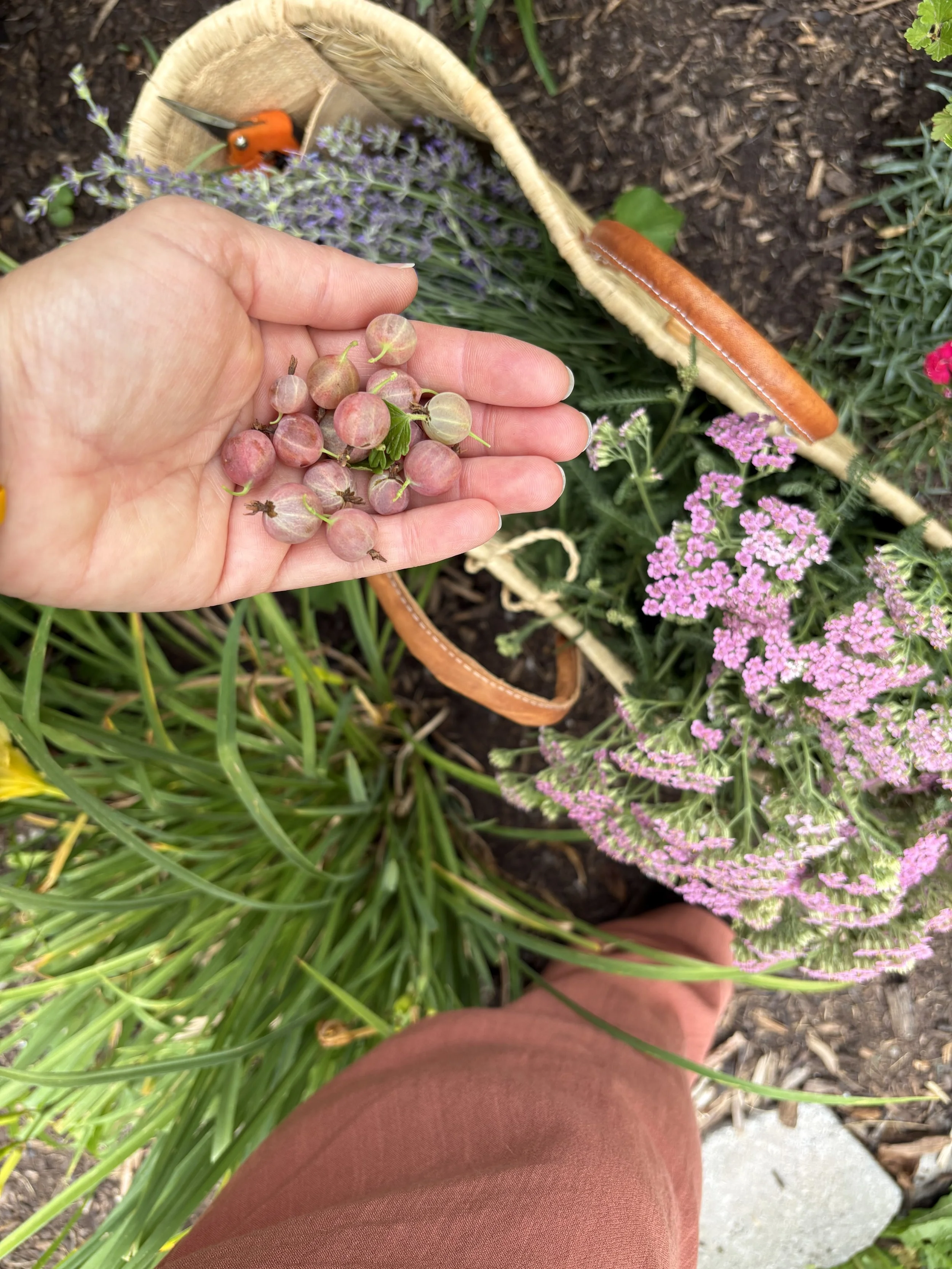 Early Summer Shrub