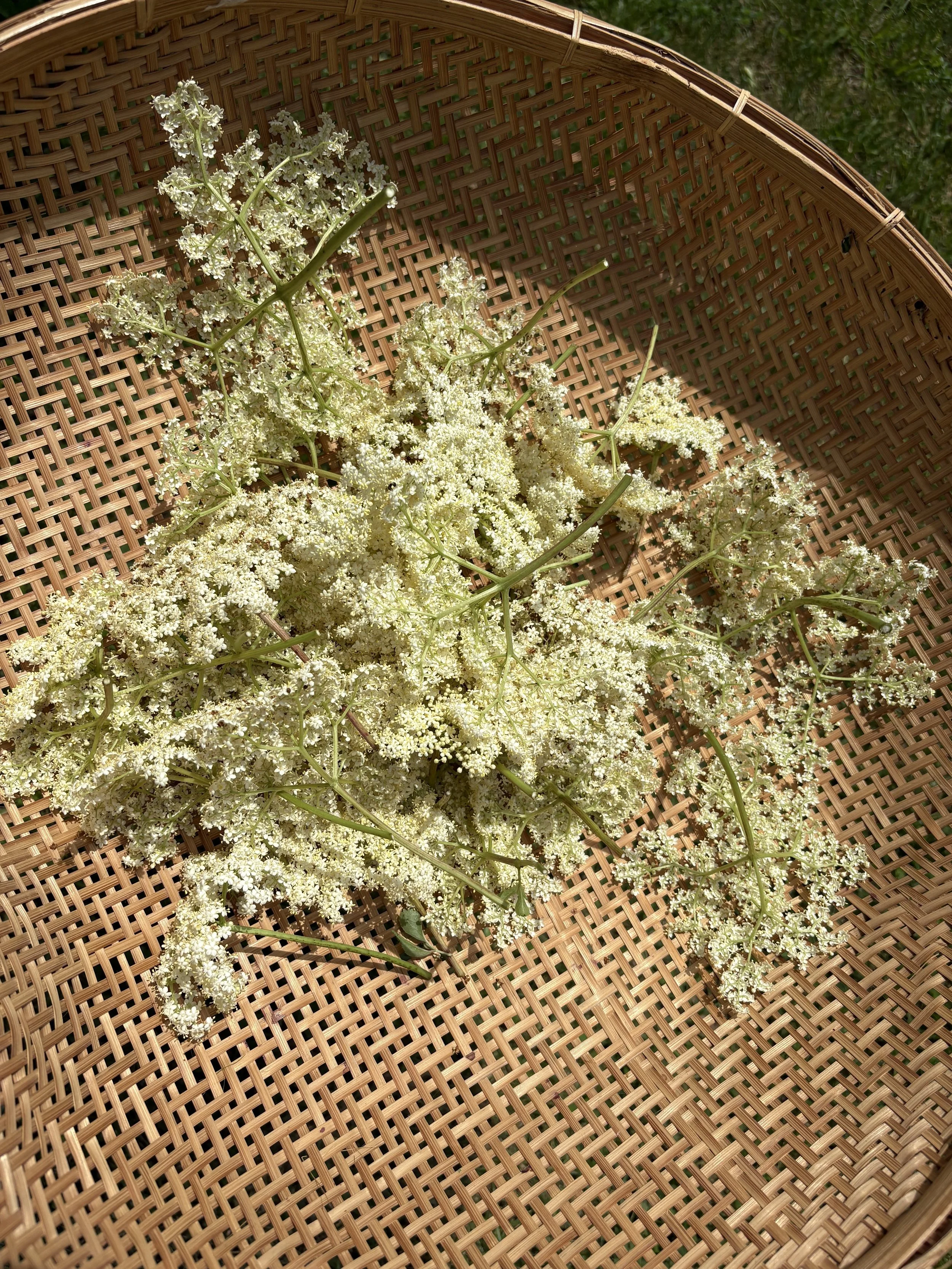 harvesting elderflower