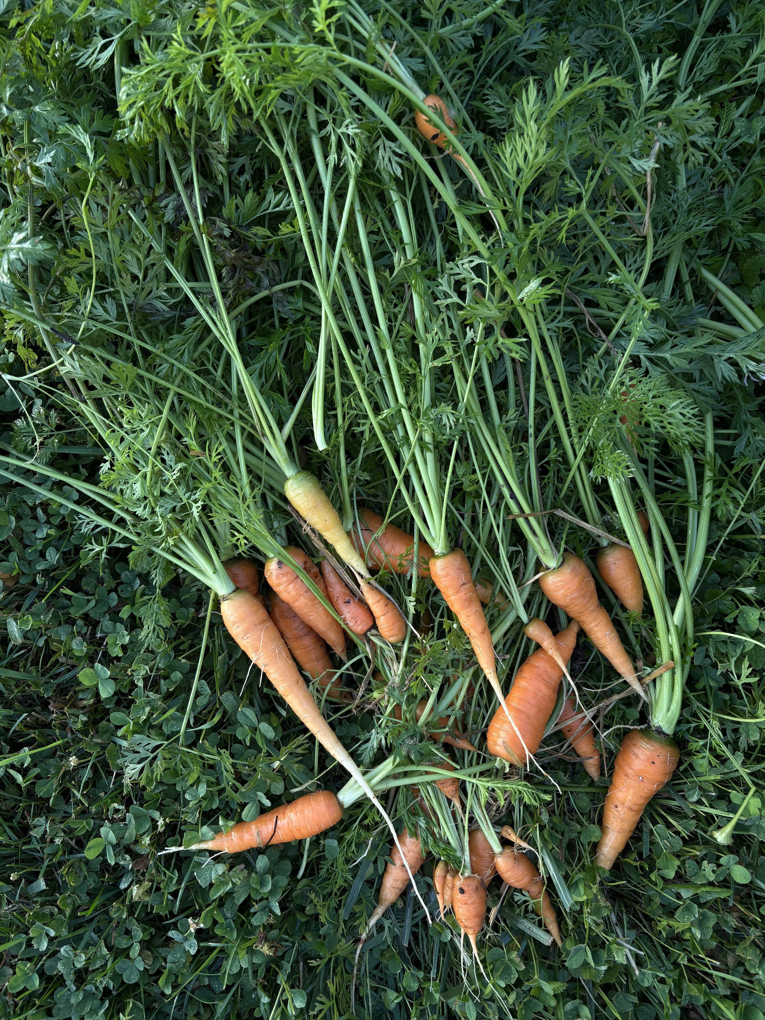Carrot Tops can be fun to create with. Make pesto, seasoning blends, use in cold pressed juice and more!