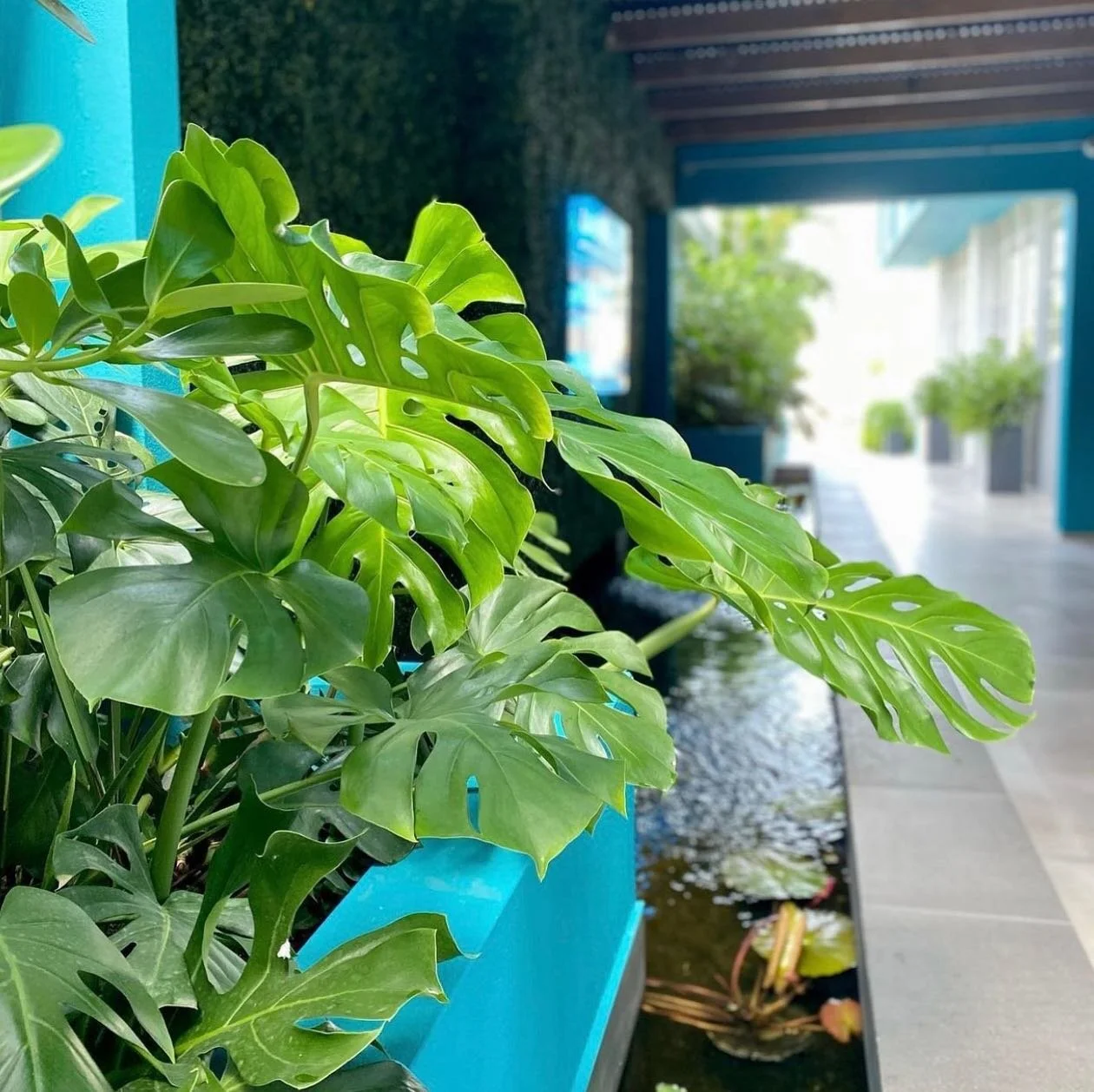 Starting the week super fresh 🍃 
#summervibes #summertime #loizastreetstation