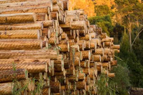 New Hobart Log Export – A closer market opportunity for Southern Tasmanian landowners