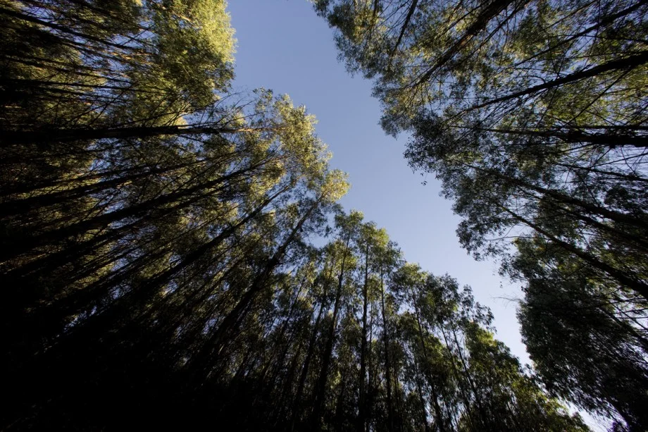 SFM managed Limestone Estate grows with New Forests completing purchase of hardwood plantation estate