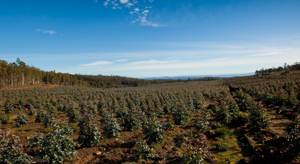 Media Release - SFM to manage New Forests Estate in Green Triangle
