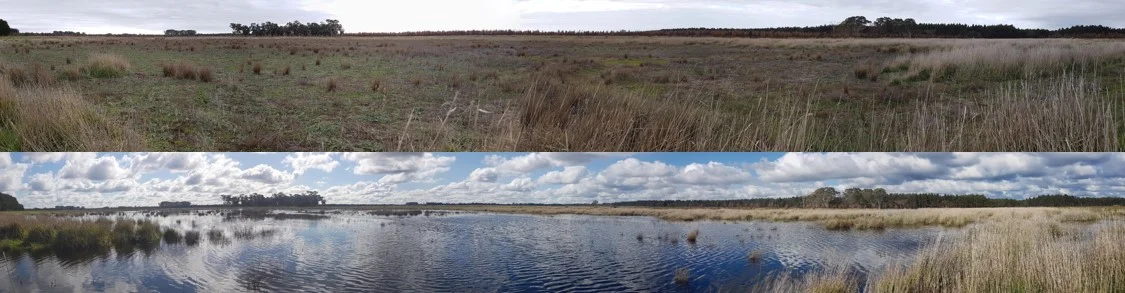 Wetlands Restoration Project