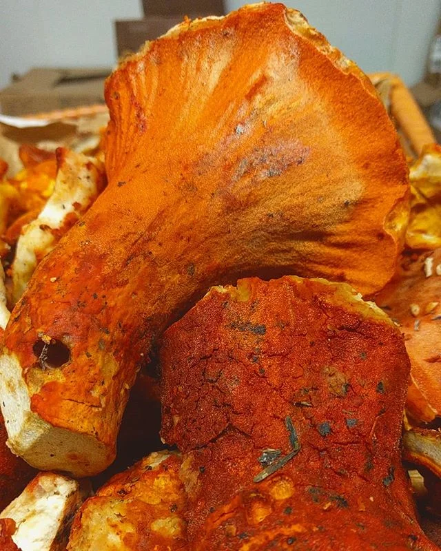 Meet the wild Lobster of the Woods!! Behold, the Lobster Mushroom 😳 This mushroom smells and tastes mildly like seafood and also can double as a natural dye for wool!

How did this creation happen? Well, compare it to humans in a zombie apocalypse ?