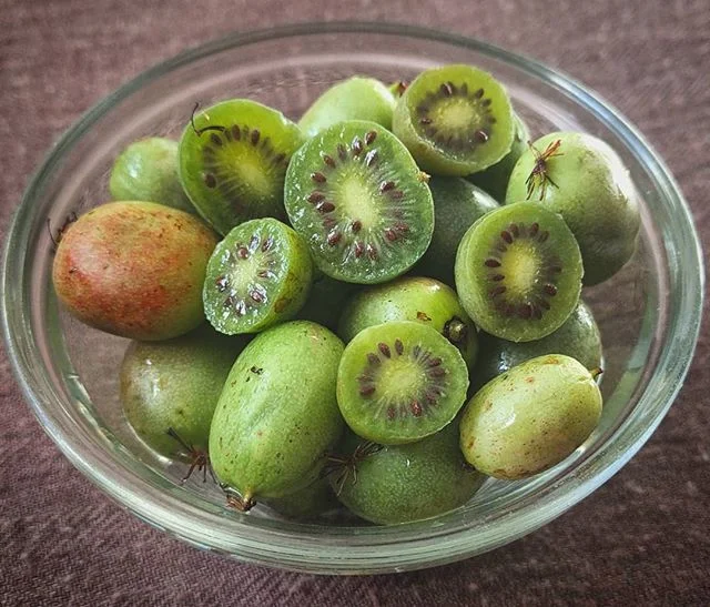 If you are looking for an addictive and flavorful snack, look no further! Kiwi berries are in season! It's like eating a miniature grape sized kiwi except without the need to peel any fuzzy skin! They are packed with antioxidants and more vitamin C a