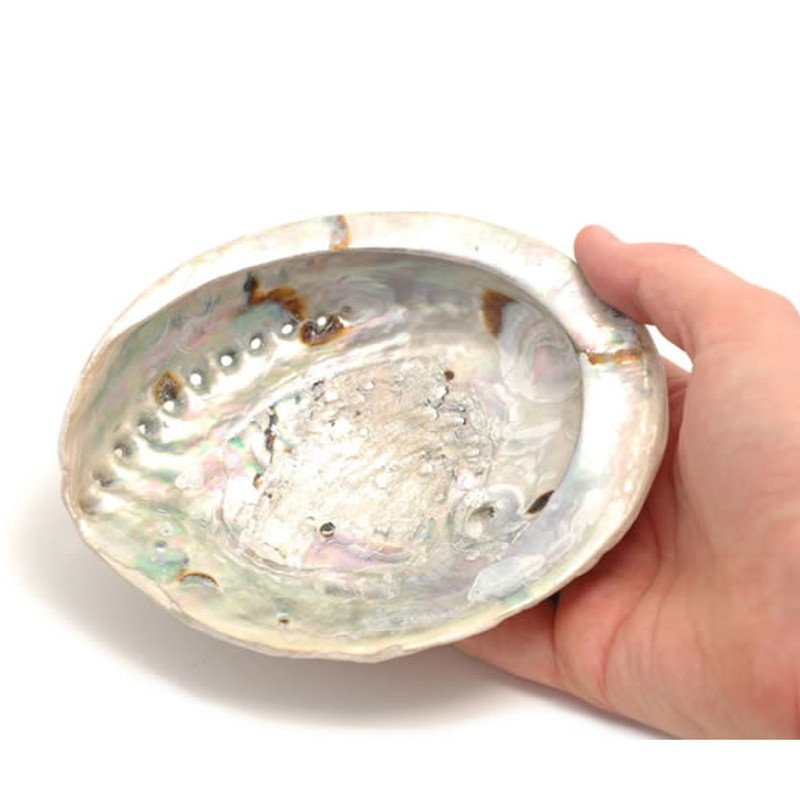 ABALONE-1__87550.jpg
