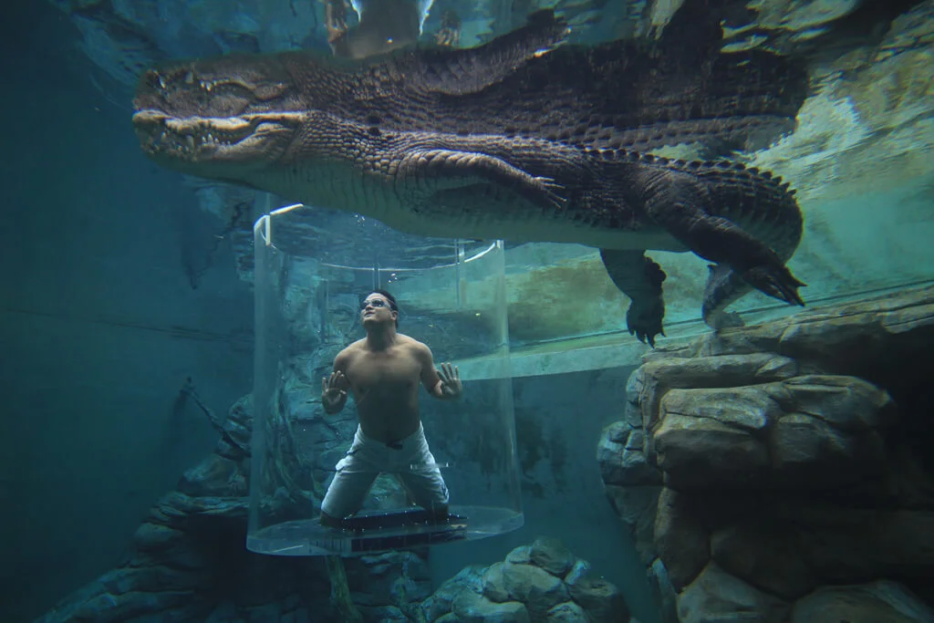 swimming with crocodile 