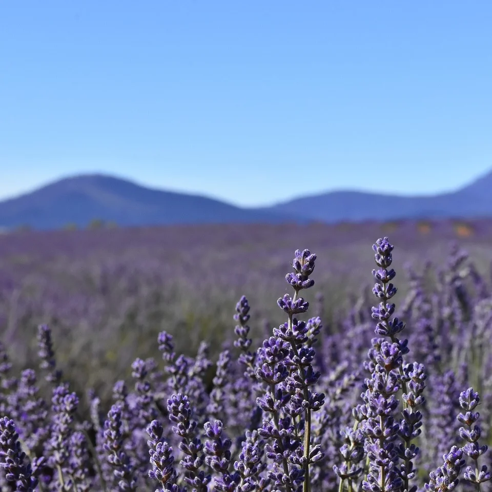 Tastes of Tasmania
