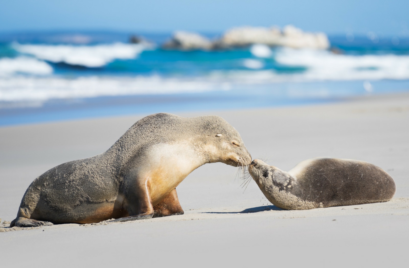 sealink-seal-bay.jpg